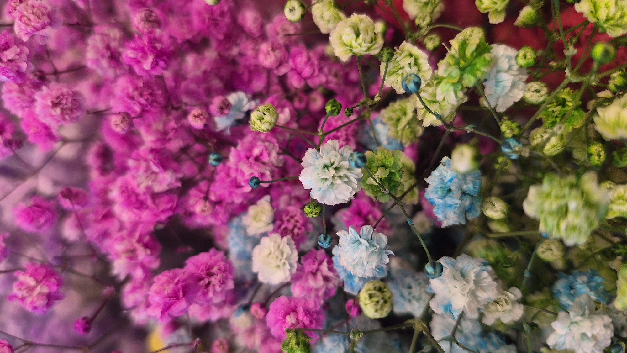 The image is a close-up, shallow depth-of-field photograph of a vibrant bouquet of baby's breath flowers. The flowers are a mix of colors, including bright pink, light blue, white, and lime green. Many of the flowers are fully bloomed, with delicate, ruffled petals. Some are in bud form, appearing as small, rounded spheres. The background is a soft blur of magenta and purple, suggesting a darker, perhaps more intense concentration of pink flowers further back in the arrangement. The lighting is soft and diffused, highlighting the textures and colors of the individual blooms. There are no people or discernible man-made structures in the image. The scene is purely floral and does not provide any information about a specific location in Daugavpils, Latvia, or any other geographical context.