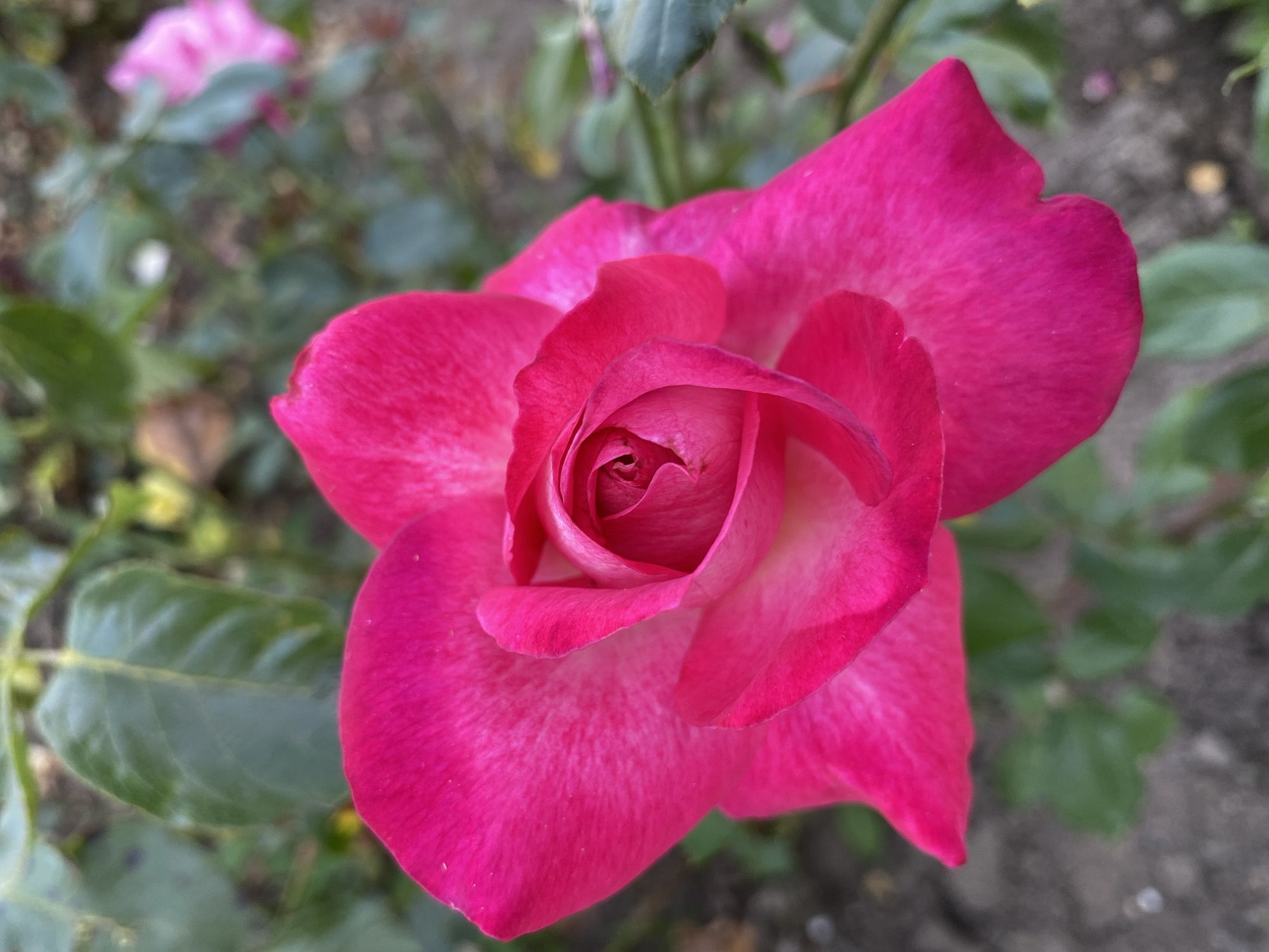A close-up, overhead shot captures a vibrant pink rose in full bloom. The rose's petals are unfurling, revealing a tightly coiled center. The petals have a delicate, almost velvety texture, with subtle white variegation that adds depth and dimension. The background is softly blurred, showcasing the lush green foliage of the rose bush and hints of darker soil. In the distance, another pink rose can be seen, slightly out of focus. The lighting suggests an outdoor setting, possibly a garden or park in Ventsy, Russia.