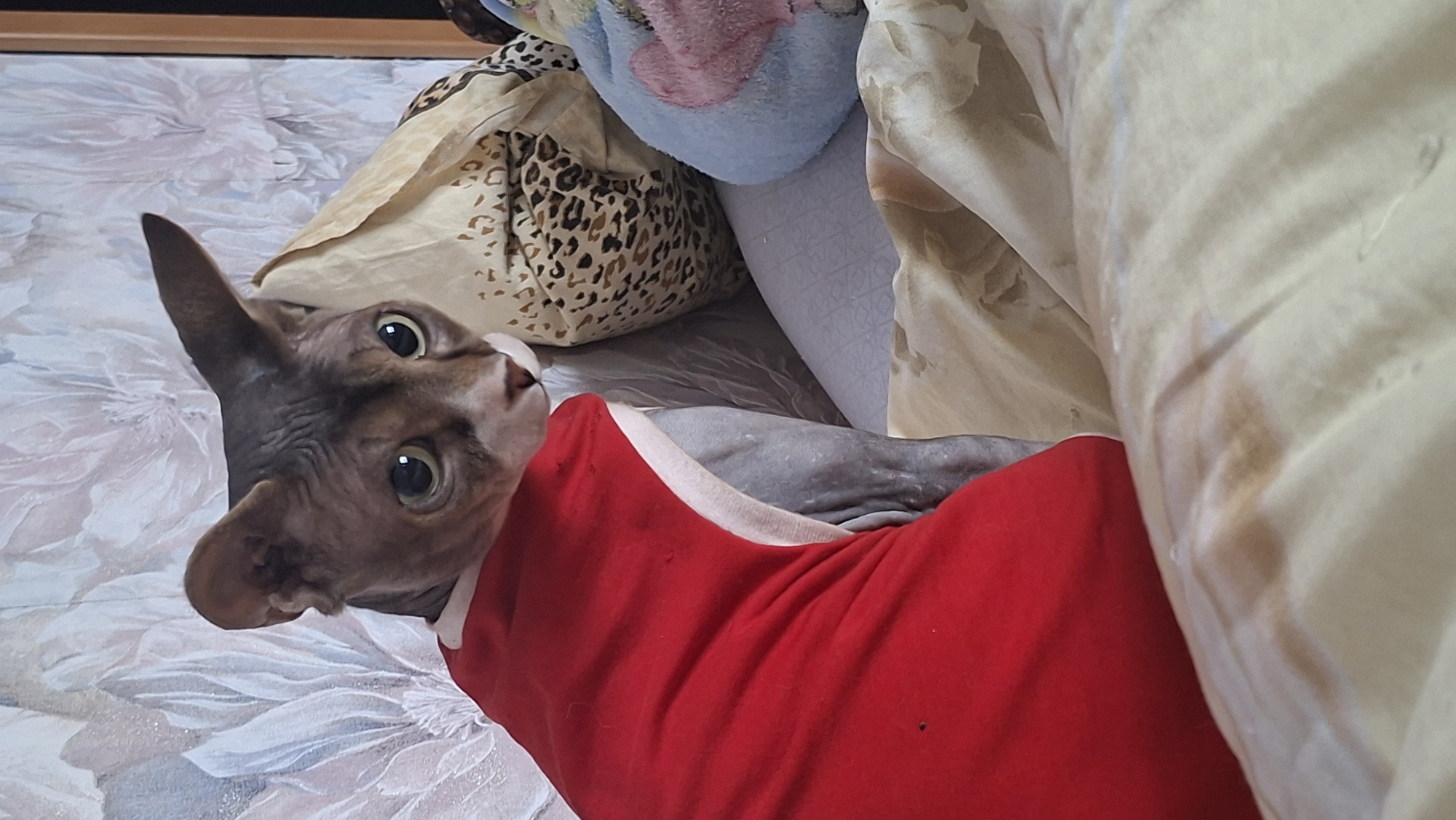 A Sphynx cat is wearing a red shirt and sitting on a bed. The cat has gray skin and large ears. It is looking at the camera with its green eyes. The background is a wall with a floral pattern. There are also several pillows on the bed. The scene appears to be indoors, likely in a bedroom.