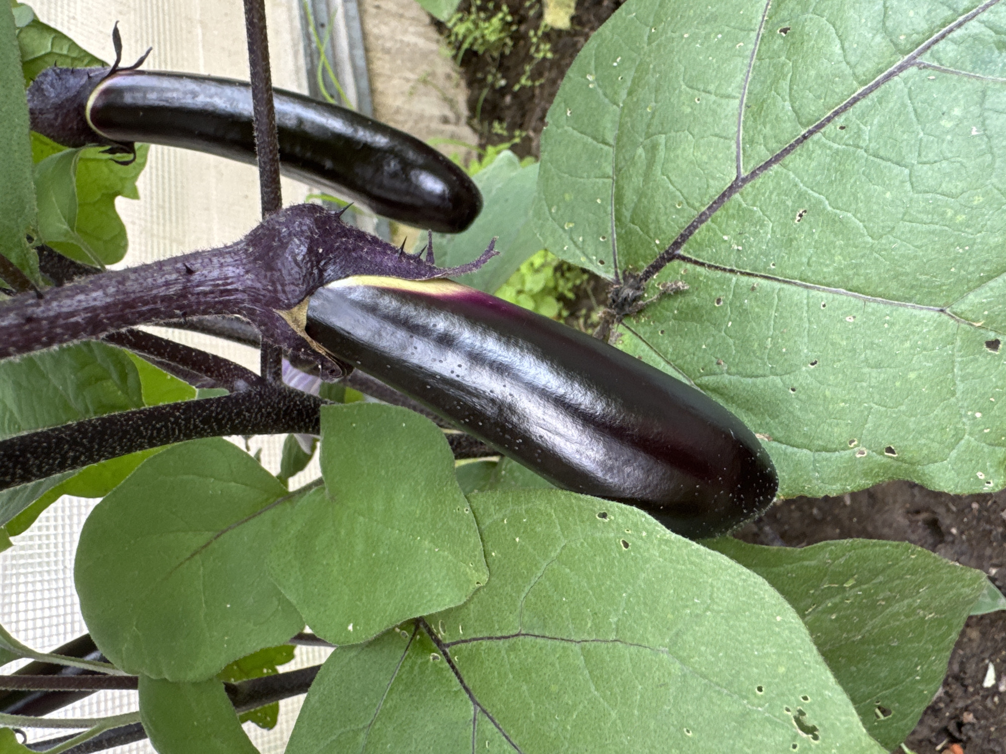 The image shows a close-up of two ripe eggplants growing on a plant. The eggplants are dark purple and elongated, with a glossy skin. One eggplant is in the foreground, with a stem and some leaves visible. The other eggplant is behind it, slightly out of focus. The leaves are large and green, with visible veins. The stems of the plant are thick and dark purple, with a slightly fuzzy texture. The background is blurred, but appears to be a garden setting, possibly in a greenhouse, with soil and some greenery visible. The image is well-lit, with natural light illuminating the scene. There are no people visible in the image. The location is specified as Мичуринское, Russia.
