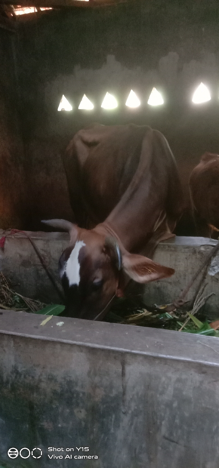 Within an indoor livestock enclosure located in Ranugedang, Indonesia, a brown calf with a prominent white blaze on its forehead is observed actively feeding. The calf's head is lowered into a weathered concrete feeding trough, consuming green foliage. A red cord is visible near the calf's neck, suggesting it is tethered or restrained. Behind the calf, the hindquarters of at least one other brown bovine are partially visible in the dimly lit background. The enclosure walls are dark, and illumination enters primarily through four distinct triangular openings high on the wall, allowing bright exterior light to penetrate the space. The overall environment appears to be a functional, rustic stable or barn.