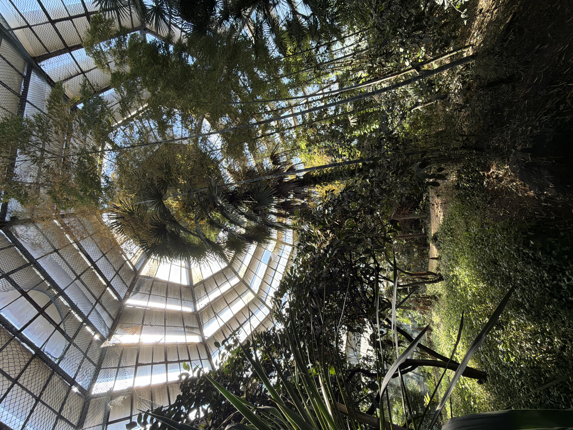 The image depicts the interior of a botanical garden structure, likely a greenhouse or conservatory, possibly located in Tbilisi, Georgia. A large, dome-shaped glass and metal structure is visible overhead. The interior is filled with dense, tropical-looking foliage, including trees, palms, and various other plants. The overall view is oriented upwards, emphasizing the dome and the height of the interior. The environment suggests a humid, controlled climate for plant growth.