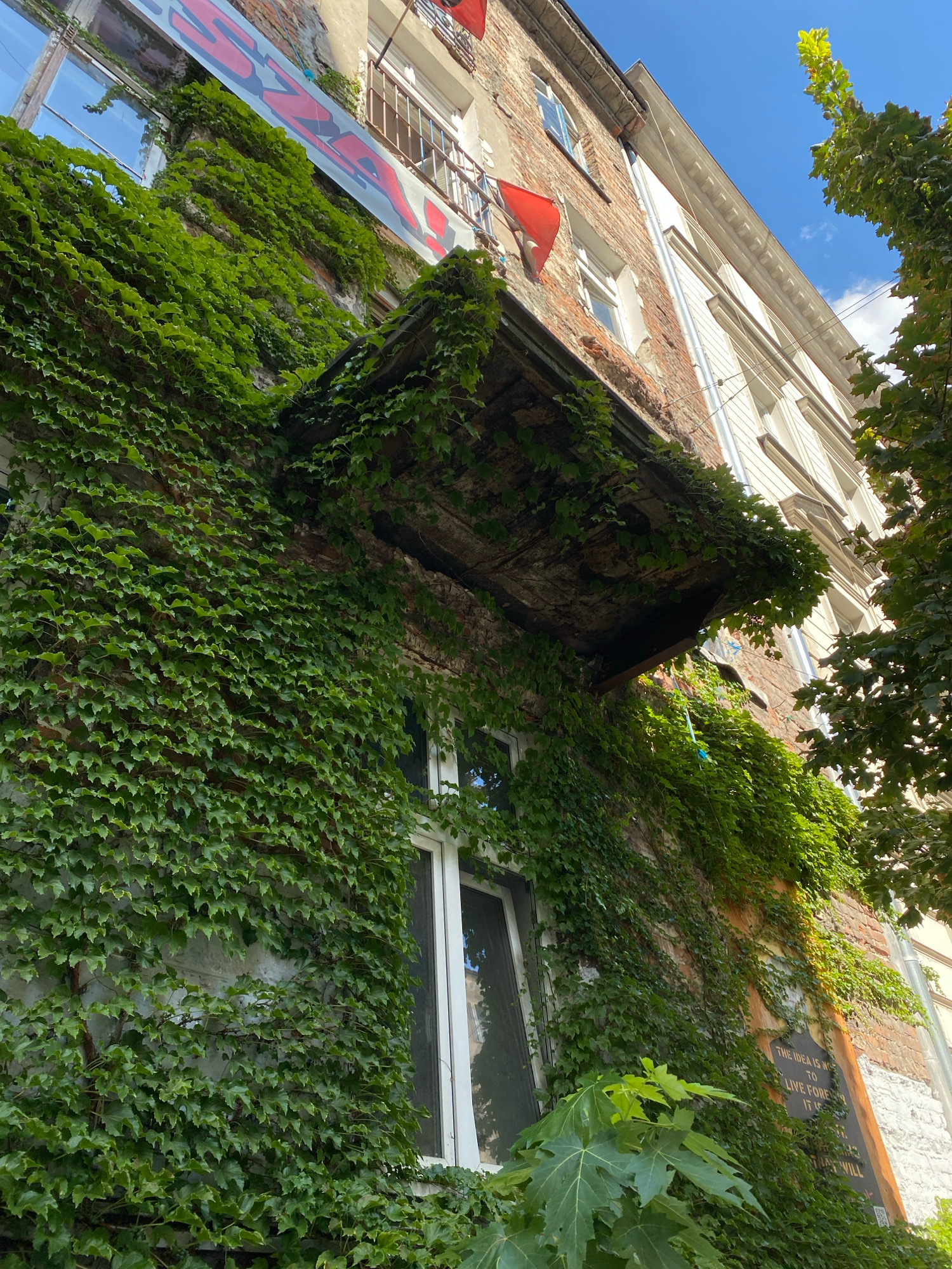 An upward-angle, full-shot photograph captures the facade of an old brick building in Warsaw, Poland, heavily draped in vibrant green ivy. The building features multiple stories with white-trimmed windows, some of which are partially obscured by the dense foliage. A cantilevered balcony, also overgrown with ivy, protrudes from the second story. Above this, a large red banner with white lettering is partially visible across a window. Red flags are also attached to the building's facade. The sky above is a clear, bright blue with a few wispy clouds. Trees with green foliage frame the right side of the image, casting shadows on the building. A portion of text is inscribed on a darker plaque on the right side of the building, partially covered by ivy.