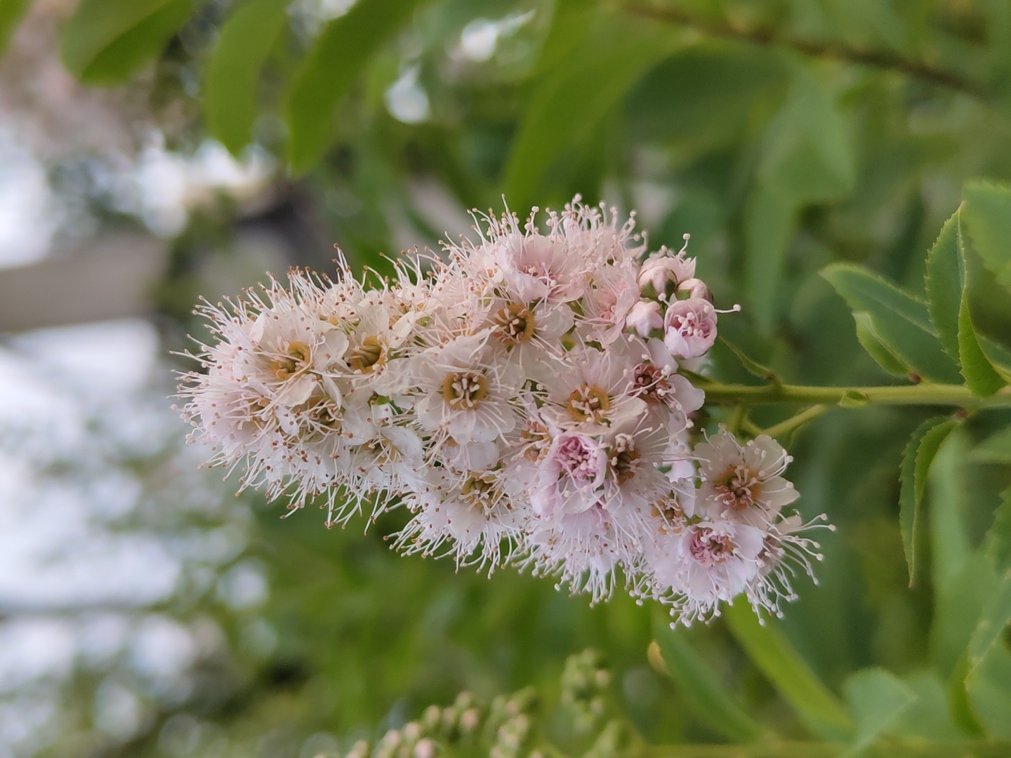 The image is a close-up, eye-level shot of a cluster of delicate, light pink and white flowers with prominent stamens. The flowers are small and numerous, forming a fluffy, elongated inflorescence. The stamens are white and feathery, extending outwards from the center of each bloom. Some of the flowers appear to be buds, with a deeper pink hue. The flowers are attached to a thin, green stem.
The background is softly blurred, with hints of green foliage and what appears to be a bright, possibly overcast sky. The green leaves in the background are out of focus, suggesting a natural outdoor setting. The lighting is soft, with no harsh shadows, indicating it might be a cloudy day or early morning/late afternoon. The overall impression is one of natural beauty and a peaceful, serene environment. There is no visible text in the image.
