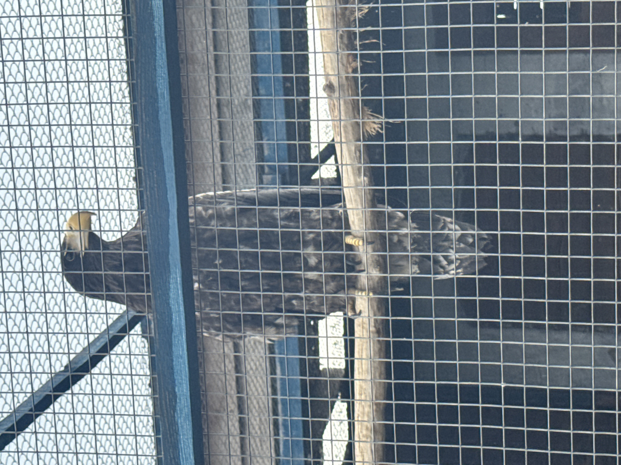 An adult eagle is perched on a wooden beam inside a cage, possibly at a zoo or rehabilitation center in Zaliznychne, Ukraine. The eagle is facing to the left, with its head turned slightly. Its plumage is dark brown. The cage bars are visible in the foreground and background, creating a grid pattern over the image. The background appears to be a building or enclosure with some light coming through. The image is taken from a slightly low angle, looking up at the eagle.