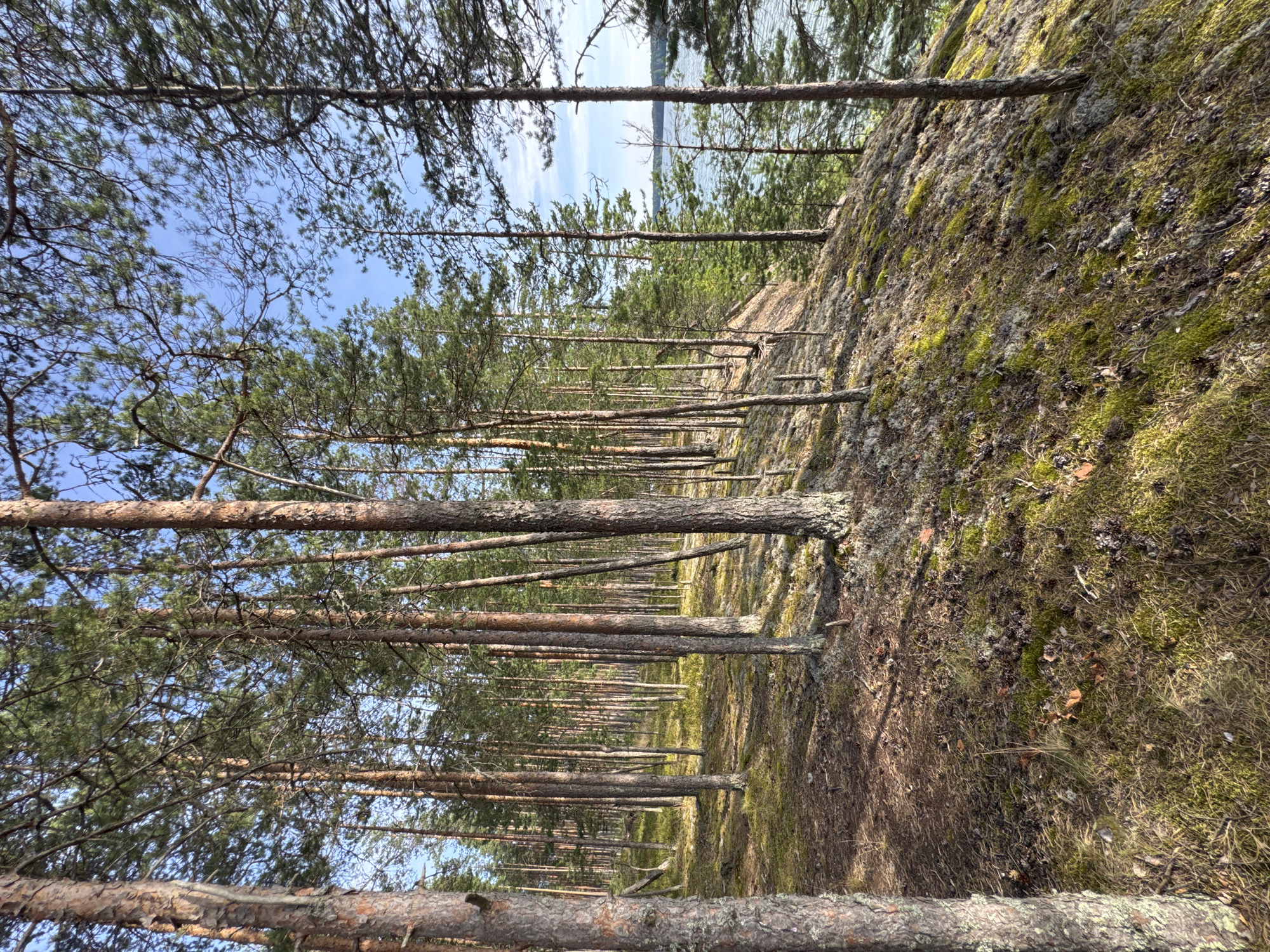 An image taken from a forest floor looking uphill towards a body of water. The scene depicts a dense forest of pine trees with rough, reddish-brown bark and green needles. The ground is covered with moss, dry grass, pine needles, and scattered pine cones. Some trees are in the foreground, with their thick trunks and branches dominating the view, while others recede into the distance. The sunlight filters through the trees, casting shadows on the ground. In the background, a body of water, likely a lake or bay, is visible under a clear blue sky with a few wispy clouds. The overall impression is of a natural, undeveloped landscape. This scene is consistent with the environment found in the region of Priladozhskoe, Russia, which is characterized by its proximity to Lake Ladoga and its extensive pine forests. There are no people or specific structures visible in the image, only the natural environment.