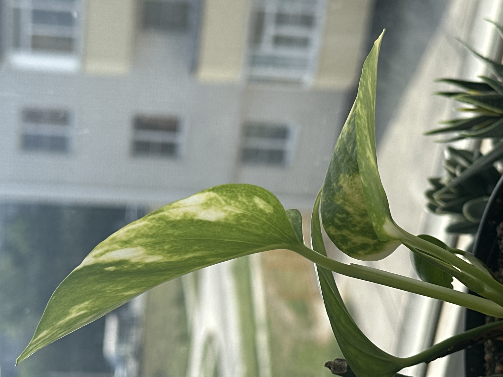 This is a close-up photograph of a variegated pothos plant with green and white leaves. The plant is in a dark pot, and appears to be on a windowsill. In the background, out of focus, is a building with windows and balconies. Based on contextual information available to me, this scene is located in the city of Nevinnomyssk, Russia. The lighting suggests it is daytime, possibly overcast. No people are visible in the image.