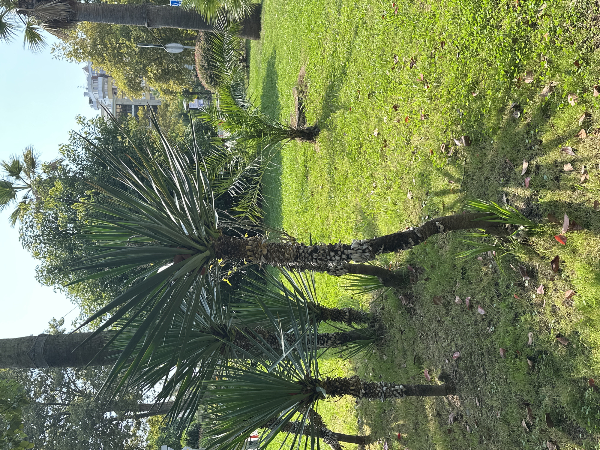 The image depicts a sunlit park scene in Sochi, Russia, featuring several palm trees and lush green grass. In the foreground, a group of Yucca trees with their distinctive spiky leaves are arranged in a line. Their rough, textured trunks are visible, with some showing evidence of age or care. A smaller, younger palm tree stands further back in the grass. In the background, taller palm trees and deciduous trees create a dense, green canopy. Behind the trees, a multi-story building with balconies and windows is partially visible, suggesting an urban setting. The ground is covered in well-maintained grass, with scattered fallen leaves adding a touch of natural texture. The lighting indicates a bright, sunny day, casting shadows from the trees onto the lawn. The overall impression is one of a well-kept public park in a warm climate.