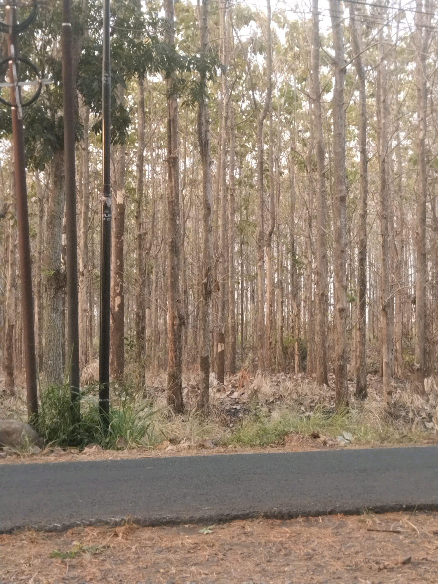 The image depicts a paved road bordering a dense forest of teak trees in Cibunar, Indonesia. The trees are slender with light brown bark and appear to be in a dry season, as evidenced by the sparse foliage and dry grass at the base of the trees. A dark, slender utility pole stands prominently in the foreground, slightly to the left of the center, with wires extending upwards into the canopy. To the left of the utility pole, a thicker, reddish-brown pole, possibly another utility pole, is visible. The ground on the side of the road is covered in dry leaves and sparse grass. The sky in the background is overcast, suggesting a diffused light. No people or animals are visible in the frame. The scene is tranquil and captures the natural beauty of the teak plantation.