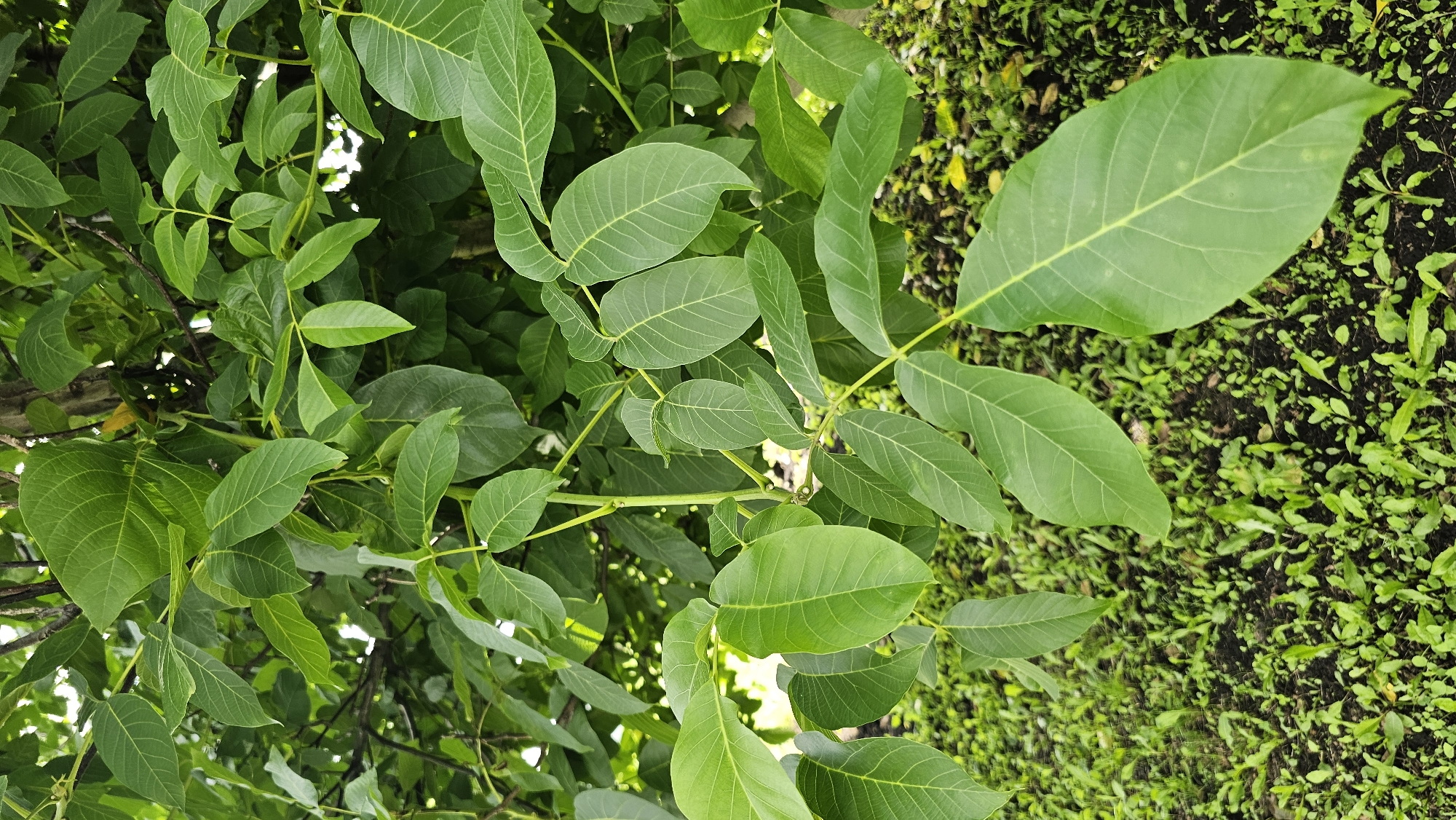 A close-up shot focuses on the lush green leaves of a walnut tree, with a cluster of small green sprouts growing in the dark soil below. The foliage of the tree fills the upper portion of the frame, with dappled sunlight filtering through the leaves, creating a sense of depth and texture. The ground cover is a dense carpet of young plants, indicating a natural or garden setting. The image appears to have been taken outdoors during the daytime, likely in Romanovka, Russia, given the context of the location. There are no people or animals visible in the scene. The overall impression is one of natural growth and vitality in a verdant environment.