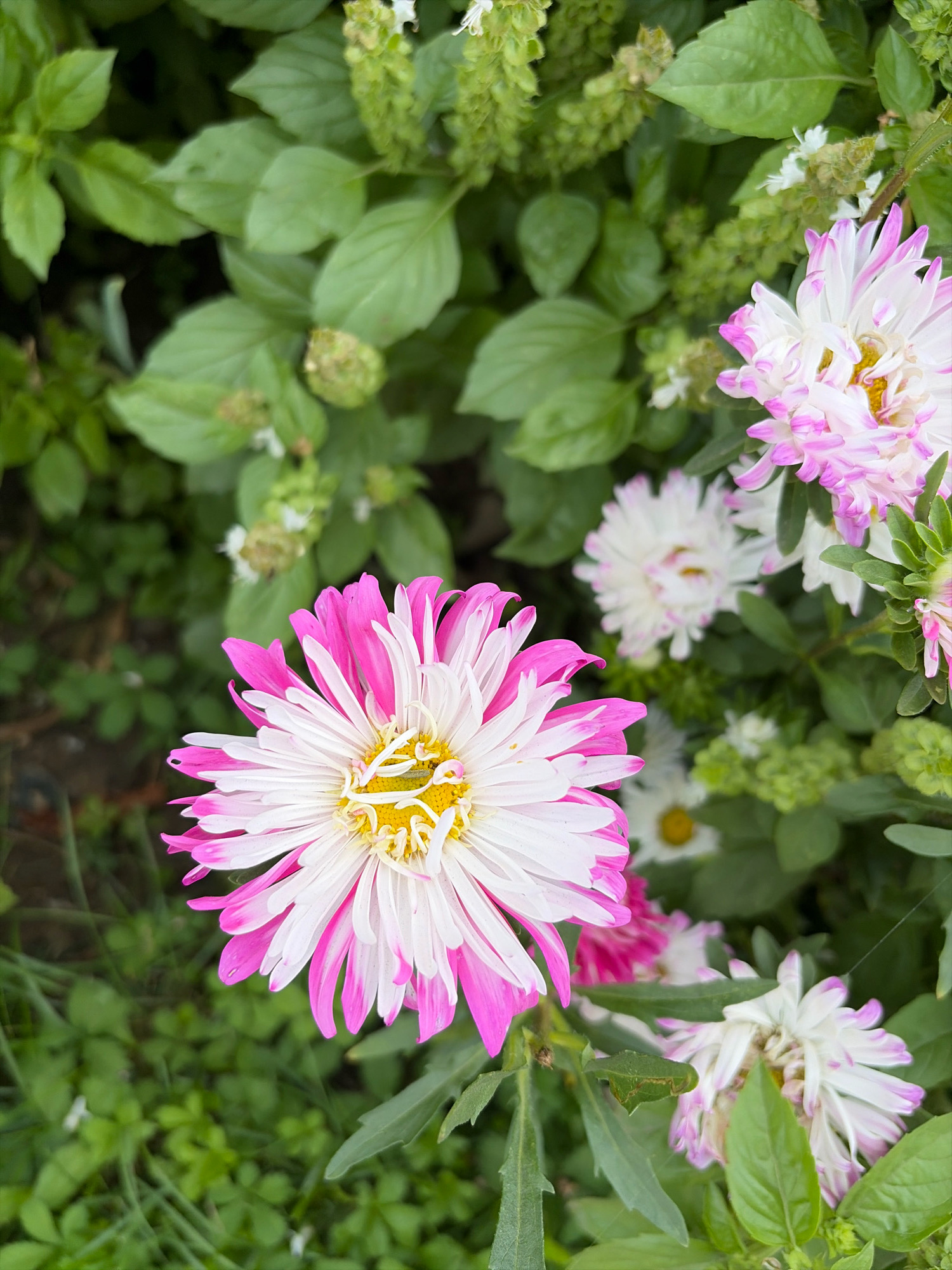 A close-up, overhead shot captures a cluster of pink and white asters in a garden. The primary subject is a large, fully bloomed aster in the foreground, its delicate white petals tipped with bright pink, radiating from a yellow center. Behind it, several other asters are visible, some in full bloom and others in bud, with varying degrees of pink and white coloration. The flowers are nestled amongst lush green foliage, with some visible basil plants and other leafy greens. The background is a blur of green, suggesting a dense garden setting. The lighting appears natural, possibly overcast, as there are no harsh shadows. The image is static, with no visible movement. The scene is devoid of any human presence or interaction. The setting is a garden in Oxentea, Moldova, characterized by verdant plant life and blooming flowers.