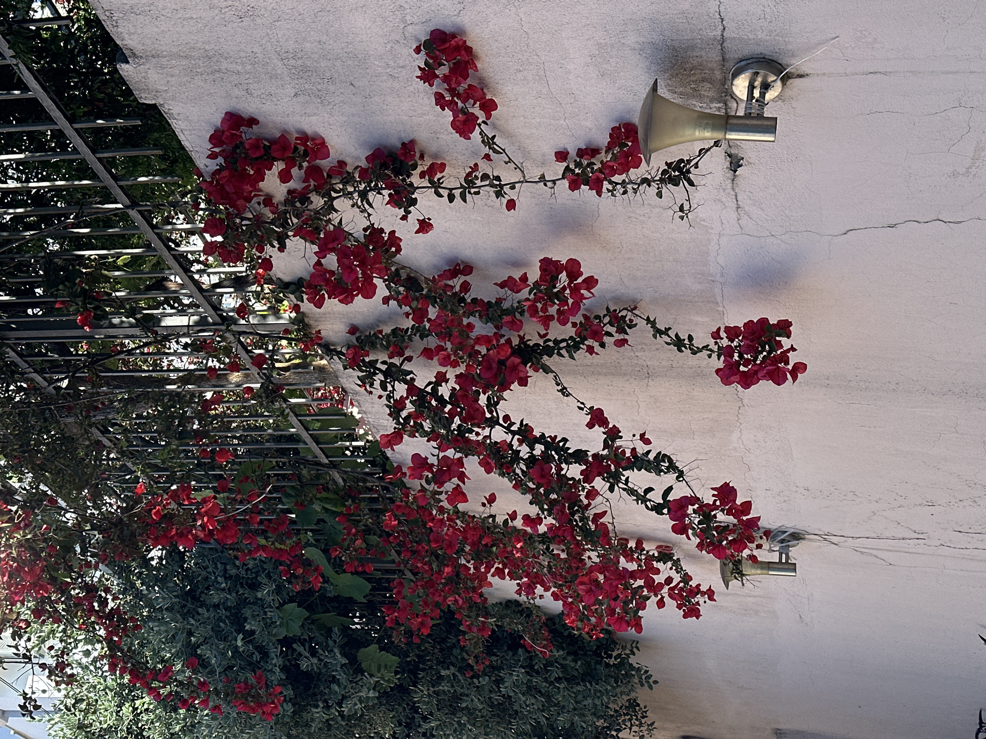 This outdoor scene, set in Šušanj, Montenegro, captures a vibrant display of nature against an architectural backdrop. The primary subject is a proliferation of vivid fuchsia-red bougainvillea flowers and vines, extensively climbing across a light-colored, possibly stucco or concrete, wall. The dense clusters of flowers are interspersed with dark green foliage, creating a striking contrast against the pale wall.
Two horn-shaped metallic fixtures, likely outdoor loudspeakers or lights, are mounted on the wall. One is prominently featured in the upper right section, while another is partially visible towards the bottom right. The wall itself exhibits several fine cracks, suggesting age and exposure to elements.
To the left of the frame, a dark metal trellis or pergola structure is partially visible, extending vertically and covered by more bougainvillea and other dark green foliage. Below this structure, in the lower left portion of the image, dense dark green bushes or trees provide a lush undergrowth.
The lighting indicates daytime, with visible shadows cast on the wall and flowers, suggesting the sun is at an angle, possibly morning or late afternoon. The overall atmosphere conveys a sense of Mediterranean warmth and natural beauty. No human activity or people are depicted. No discernible text is clearly visible on any objects in the image.