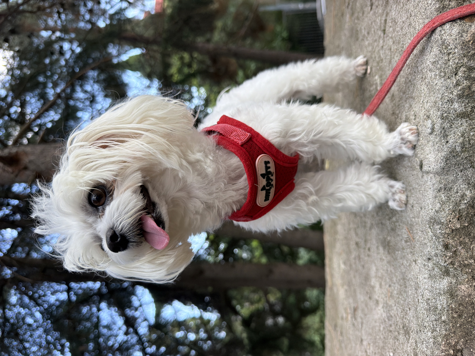 A small, white Maltese dog with a red harness and leash stands on a concrete ledge outdoors. The dog is facing left, with its tongue sticking out. Behind the dog, a blurred background of trees and foliage can be seen, with sunlight filtering through the leaves. The image appears to have been taken in the city of Partenit, Ukraine, as indicated by the contextual information. The overall scene suggests a casual outdoor setting, possibly a park or a residential area.