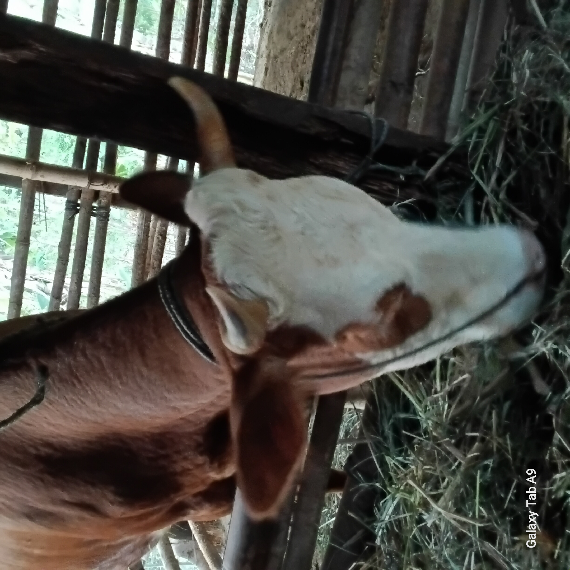 A brown and white cow is partially visible within a wooden enclosure, with its head lowered and grazing on hay. The enclosure is constructed from rough-hewn wood and bamboo poles. In the foreground, dry hay is scattered on the ground. The background suggests an outdoor environment with foliage visible through the enclosure's structure. The image has a watermark in the bottom left corner that reads "Galaxy Tab A9". The lighting is dim and natural.