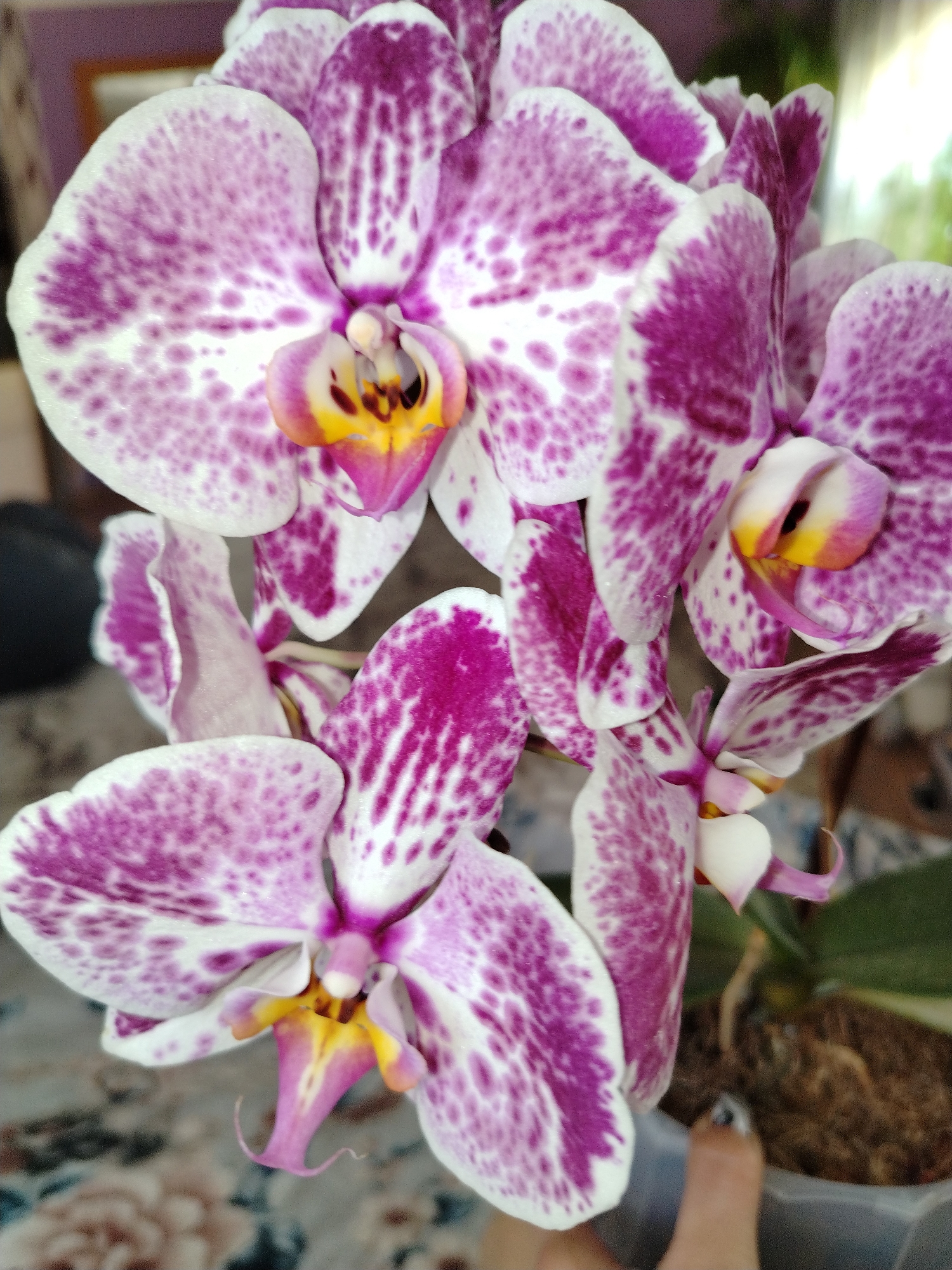 A close-up shot depicts a cluster of moth orchid (Phalaenopsis) blooms, notable for their white petals speckled with purple-magenta markings. The petals are predominantly white with varying densities of purple spots and streaks. The central structure of each flower, the column, is primarily yellow with hints of white and pink. The orchid is situated indoors, likely on a table or similar surface, evidenced by the presence of a patterned background. The orchid is planted in a clear plastic pot filled with brown orchid potting mix. A human finger is visible in the lower right corner of the image. The specific location of Гожан, Russia, cannot be determined from the image itself.