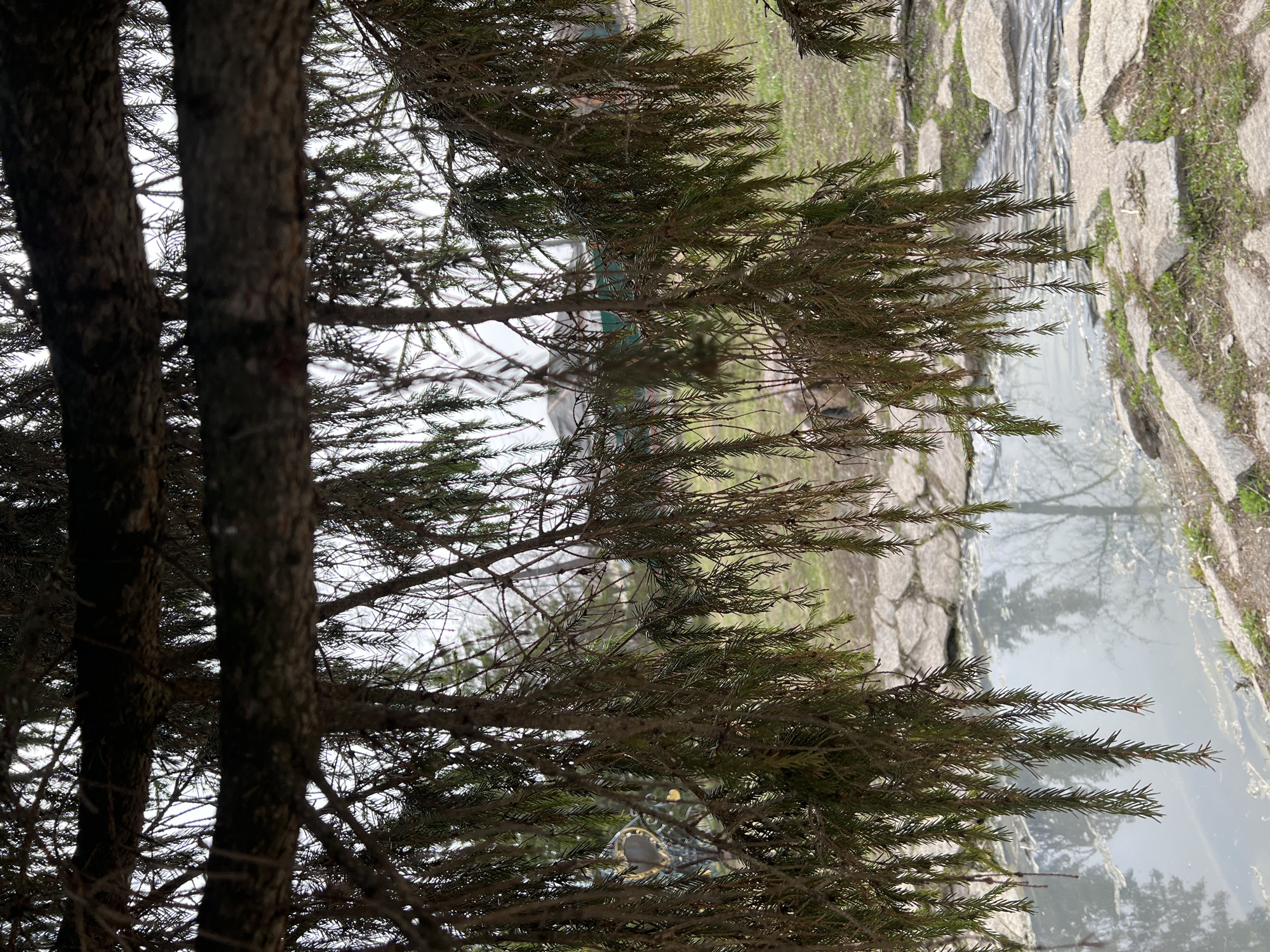 The image captures a scene at the edge of a body of water, possibly a pond or canal, in what appears to be a park or green space. The foreground is dominated by the trunks and branches of evergreen trees, obscuring part of the view. The water reflects the sky and possibly some trees on the opposite bank. The edge of the water is lined with large, irregular stones or rocks, some of which are covered with patches of grass or moss. A path or walkway made of similar stones runs along the water's edge. The overall impression is one of a naturalistic, slightly overgrown area. Without additional information or context, it's impossible to confirm the location as Kargapolye, Russia, or to provide further details about the specific setting and the presence of any people or activities.