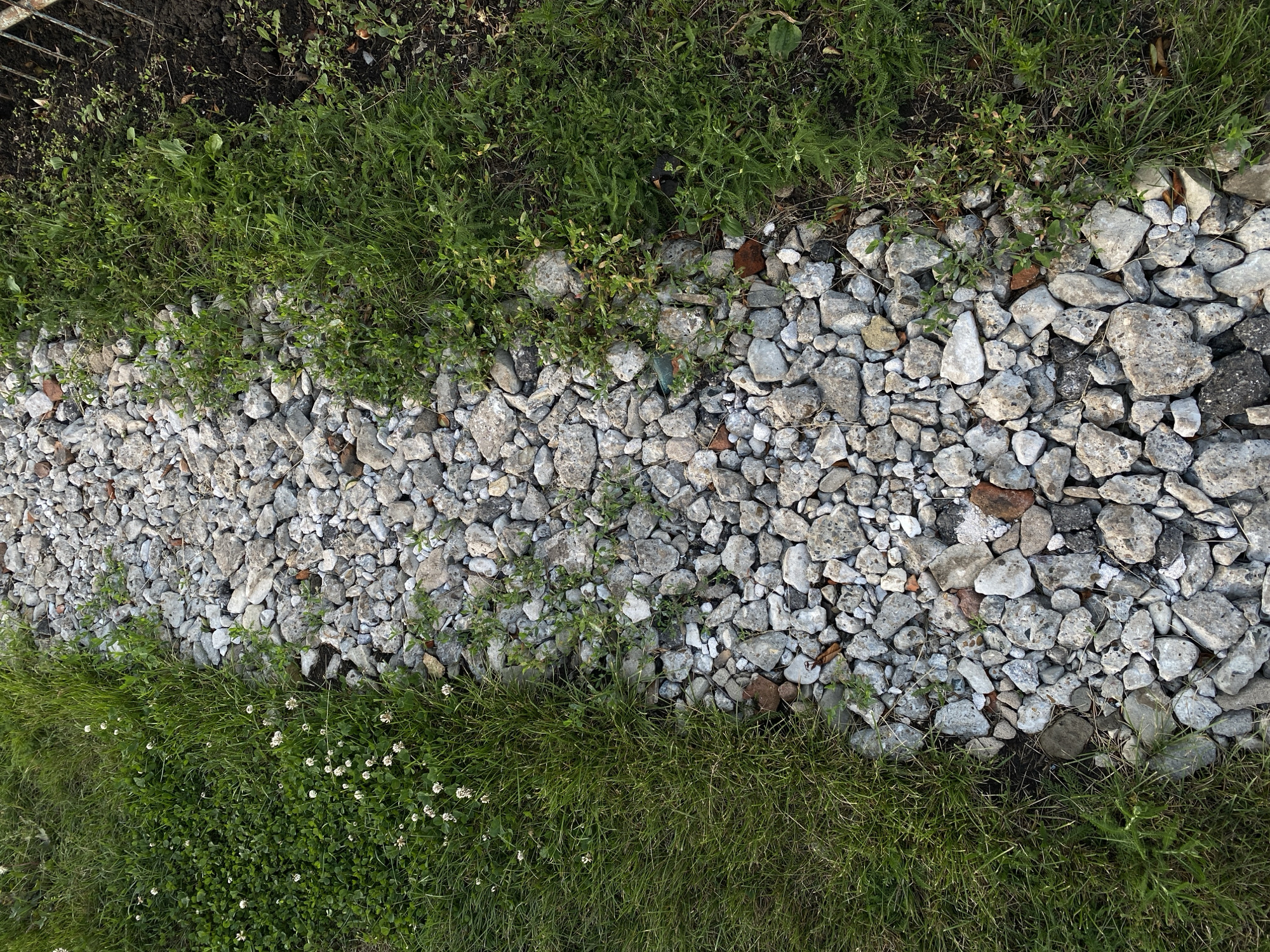 The image shows a narrow, unpaved path covered in gravel and small stones. The path is bordered on both sides by lush green grass. The grass on the left side of the path is dotted with small white clover flowers. The grass on the right side of the path is more varied, with some larger plants and weeds mixed in. The path appears to be in a natural or semi-natural setting, possibly a park or a rural area. The image is taken from a high angle, looking down onto the path. The overall impression is one of a peaceful and undisturbed outdoor scene. The location is not specified in the image.
