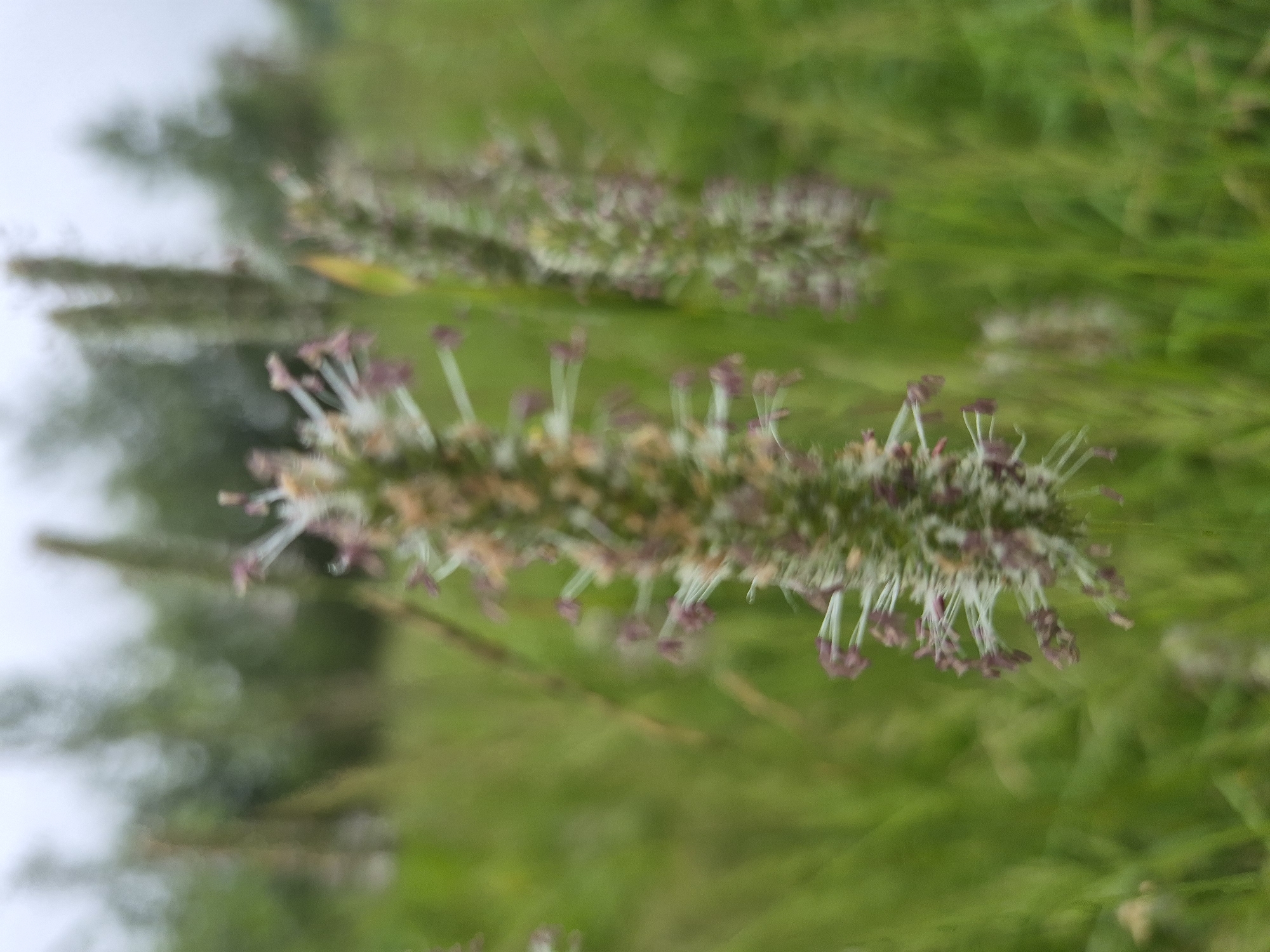 A close-up, shallow depth-of-field photograph captures a narrow-leaf plantain (Plantago lanceolata) in bloom, its elongated flower spike adorned with tiny white stamens and purple anthers. The plant is surrounded by green grass, with blurred trees in the background, suggesting an outdoor, natural setting, potentially a park or field within the city of Nyagan, Russia. The overcast sky contributes to the diffused lighting.