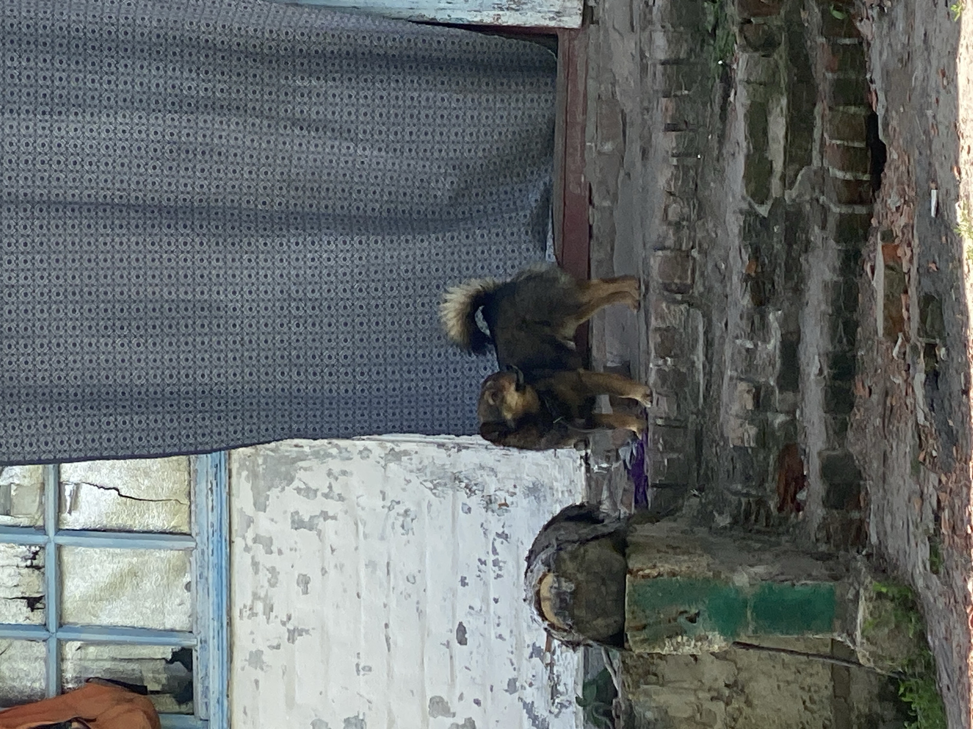 The image shows an exterior scene in Ustyvytsia, Ukraine. Two dogs are standing on a brick ledge in front of a building with a decaying facade. A grey patterned curtain hangs from a window. The window has a broken pane and is painted with blue trim. The wall is white with peeling paint. A brick pillar with green paint is visible. The brick ledge is crumbling.