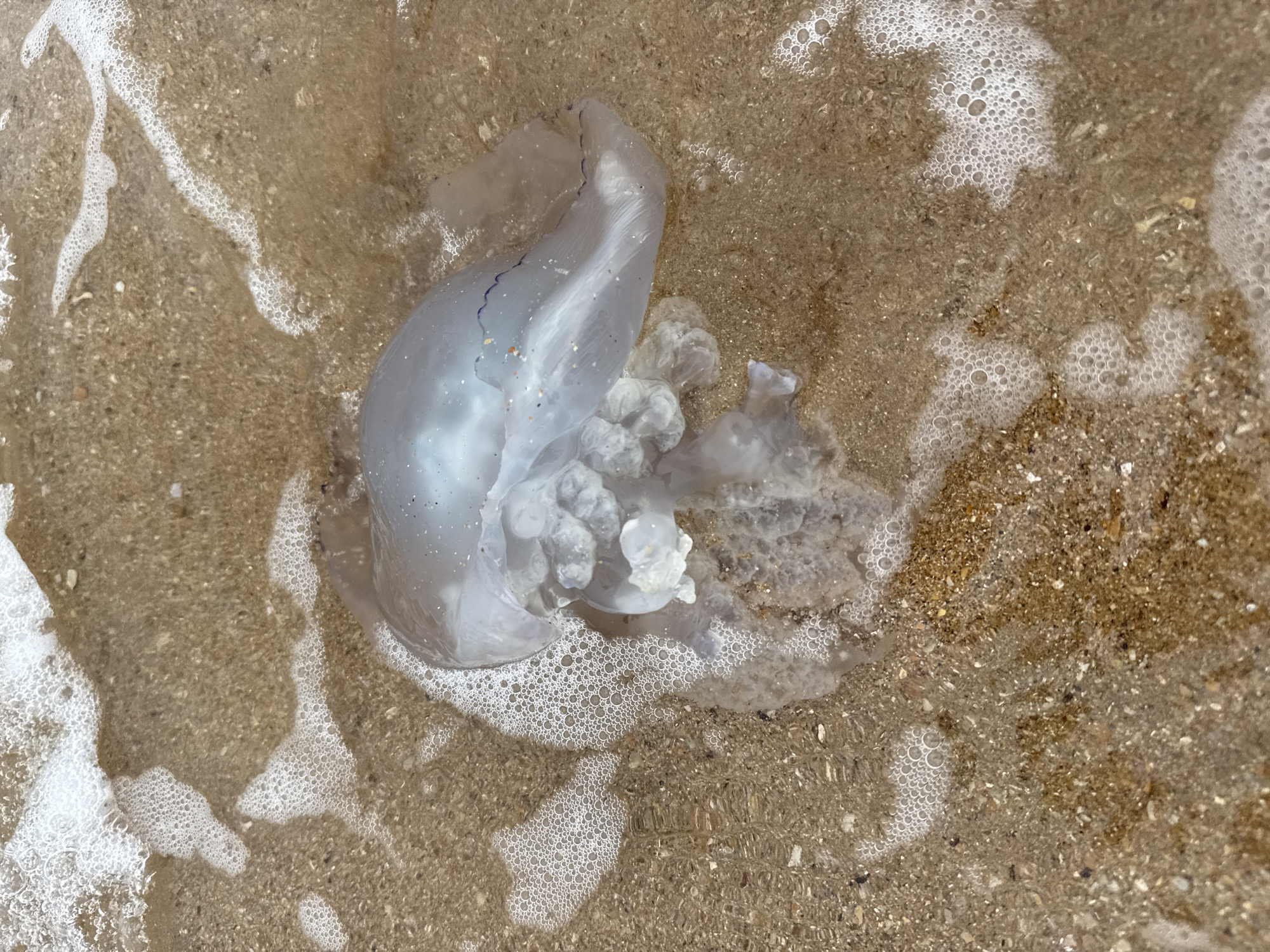 A jellyfish, partially submerged in shallow, foamy seawater, rests on the sandy shore. The jellyfish is translucent white with visible internal structures and dark blue-purple markings on its bell. White sea foam, with numerous small bubbles, surrounds the jellyfish and extends across the sandy bottom. The sand itself is a light brown color, speckled with small dark particles and shells. The water is clear enough to see the texture of the sand beneath its surface. The scene appears to be on a beach in Kerch, Ukraine, as indicated by the context.