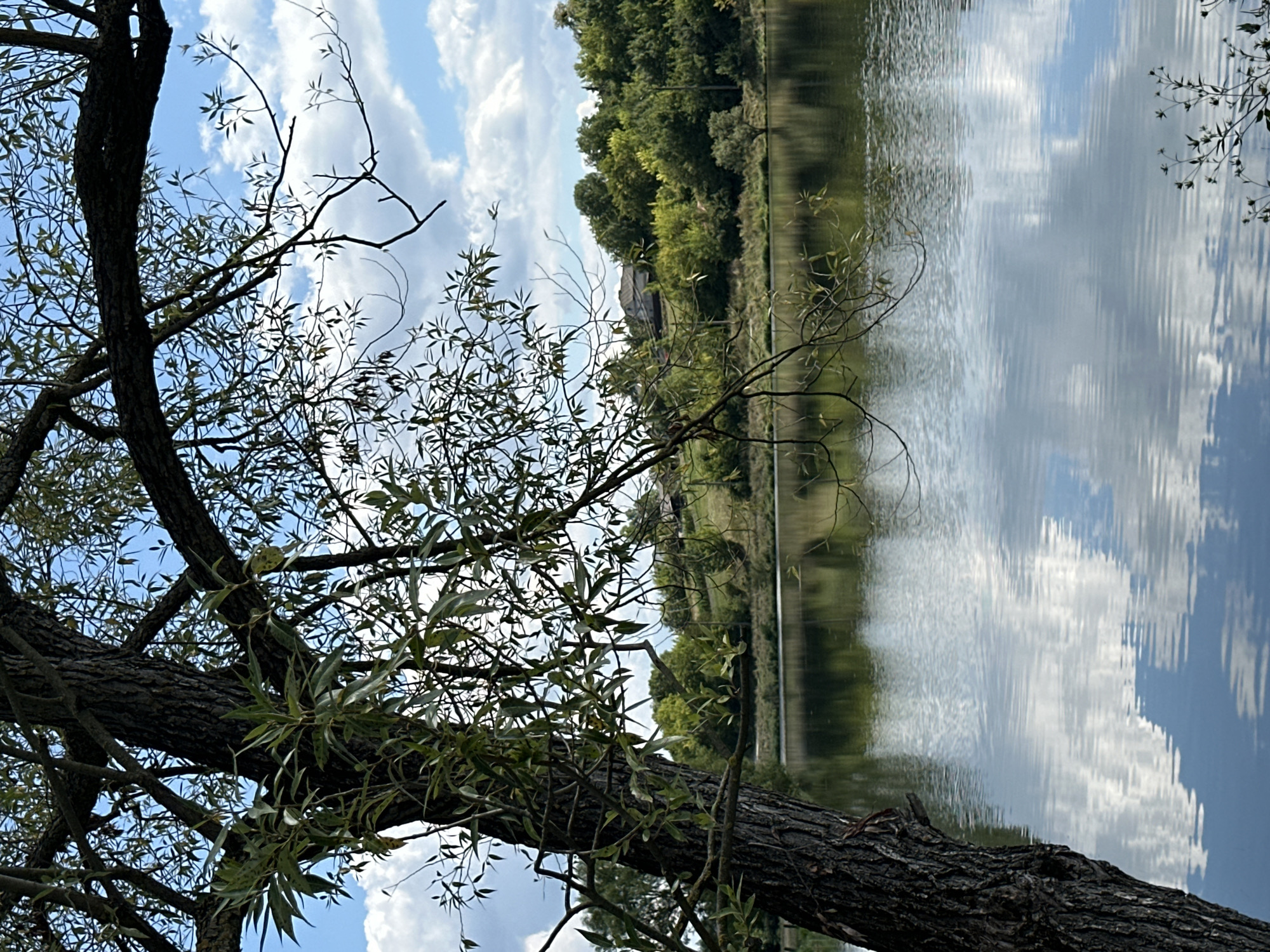The image depicts a tranquil natural scene, likely a body of water surrounded by vegetation. In the foreground, a large tree trunk with rough bark dominates the left side of the frame, its branches extending upwards and across the sky. The branches are adorned with green leaves, some appearing thin and elongated. The sky above is blue with scattered white clouds.
The middle ground features a calm body of water that reflects the sky and the surrounding trees. The surface of the water is slightly rippled, creating an impressionistic reflection of the clouds and the greenery on the opposite bank.
The background consists of a lush green hillside covered with trees and some structures that appear to be houses or buildings. The foliage is dense and varied in shades of green, suggesting a rural or semi-rural setting. The overall impression is one of peace and natural beauty. The image was taken in Makiv, Ukraine.
