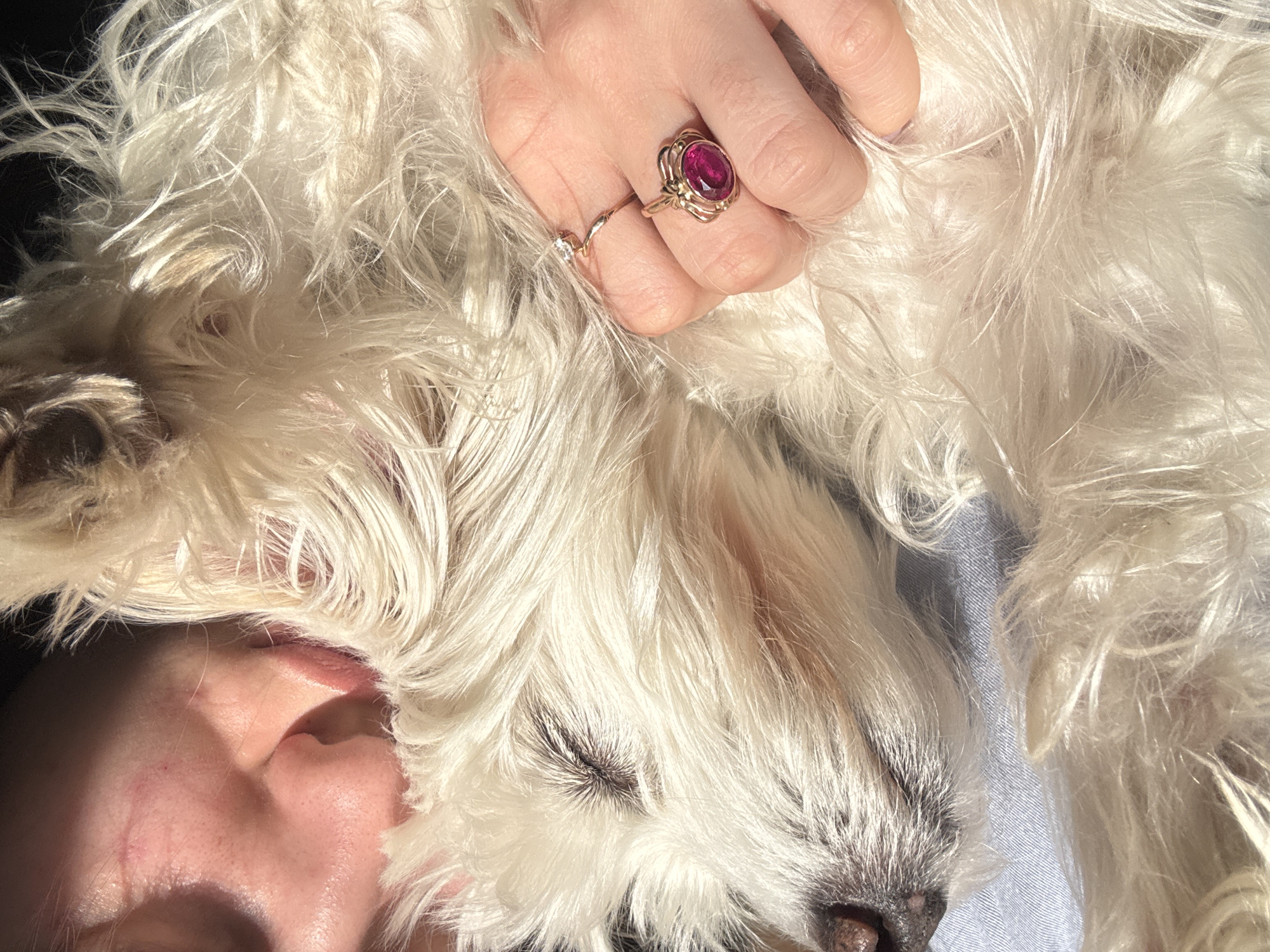 A close-up image shows a person's face adjacent to a small, fluffy white dog, possibly a West Highland White Terrier, which is resting with its eyes closed. The person's face is partially visible, showing an ear and the side of the face with distinct skin texture and tone. On the person's hand, which is resting on the dog's fur, are two rings. One is a simple band, and the other is a larger ring with a red stone. The dog is covered in dense, white fur, catching the light. The background is a pale blue fabric. The location and the city of Noviy, Russia, are not discernible from the image.