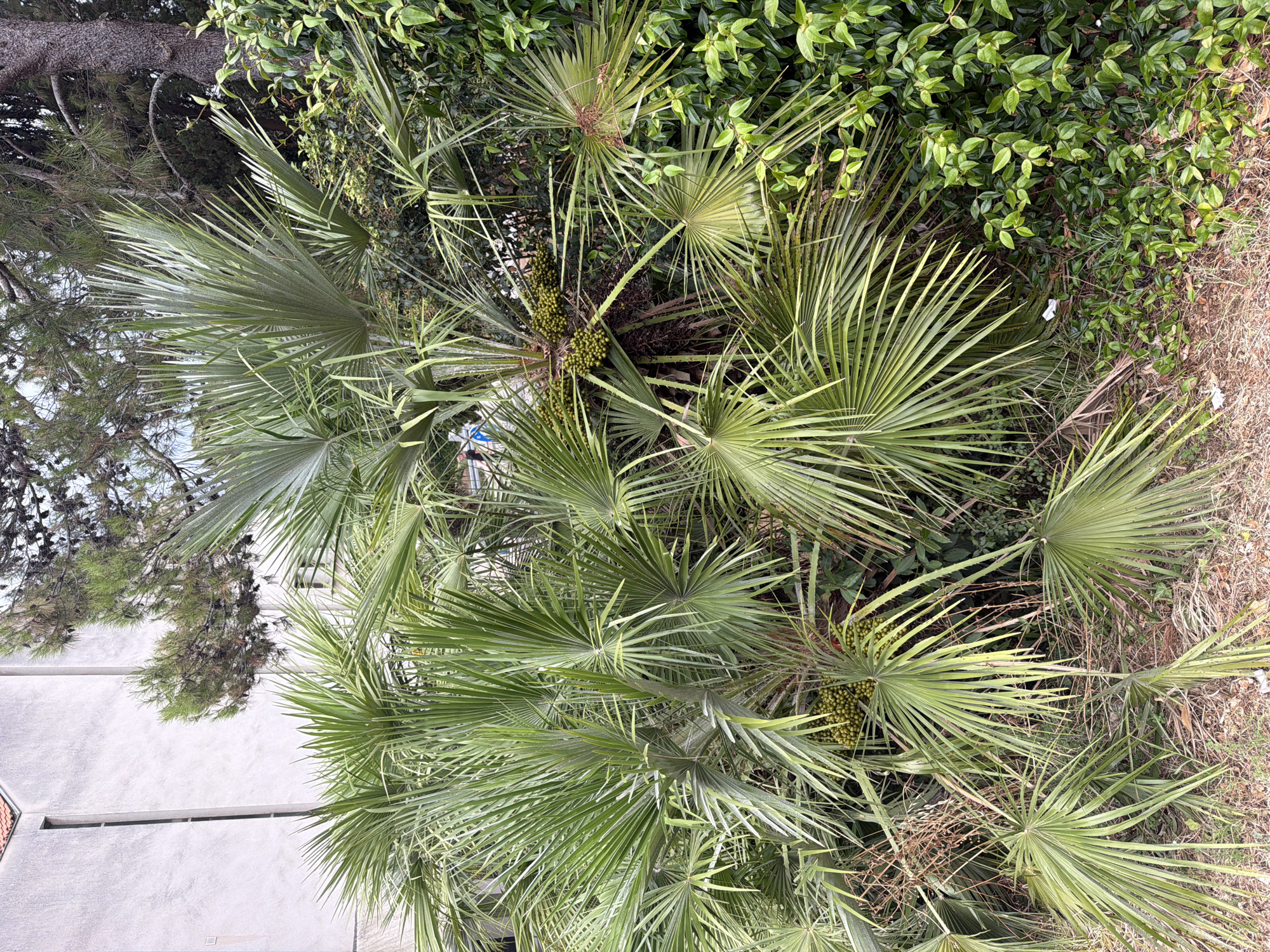 The image shows a cluster of palm trees with green fronds and bunches of small, green berries. In the background, a light-colored building with a tiled roof is visible, as well as pine trees and dense green foliage. The ground is covered with dry grass and leaves. The scene appears to be located outdoors, likely in a city or town setting. The presence of palm trees and Mediterranean vegetation suggests a coastal location, possibly in Krk, Croatia, given the context provided. There are no people or animals visible in the image.