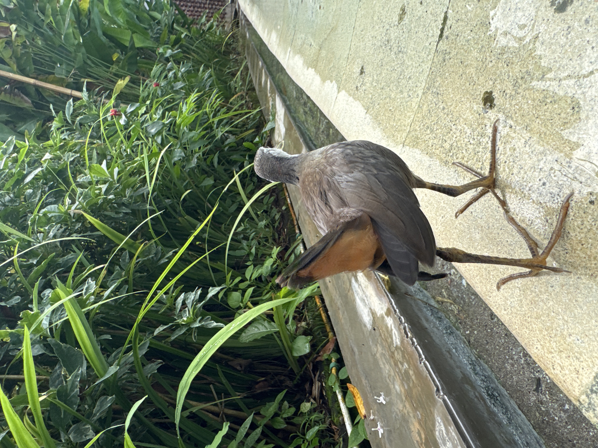 A gray bird with long legs is perched on the edge of a narrow concrete ledge. The bird's head and neck are gray, while its body is a mix of brown and gray. The bird's legs are long and brown, with four visible toes on each foot. The concrete ledge is weathered and appears to be part of a structure. Lush green vegetation grows to the left of the ledge. This photo was taken in Kuta Selatan, Indonesia.