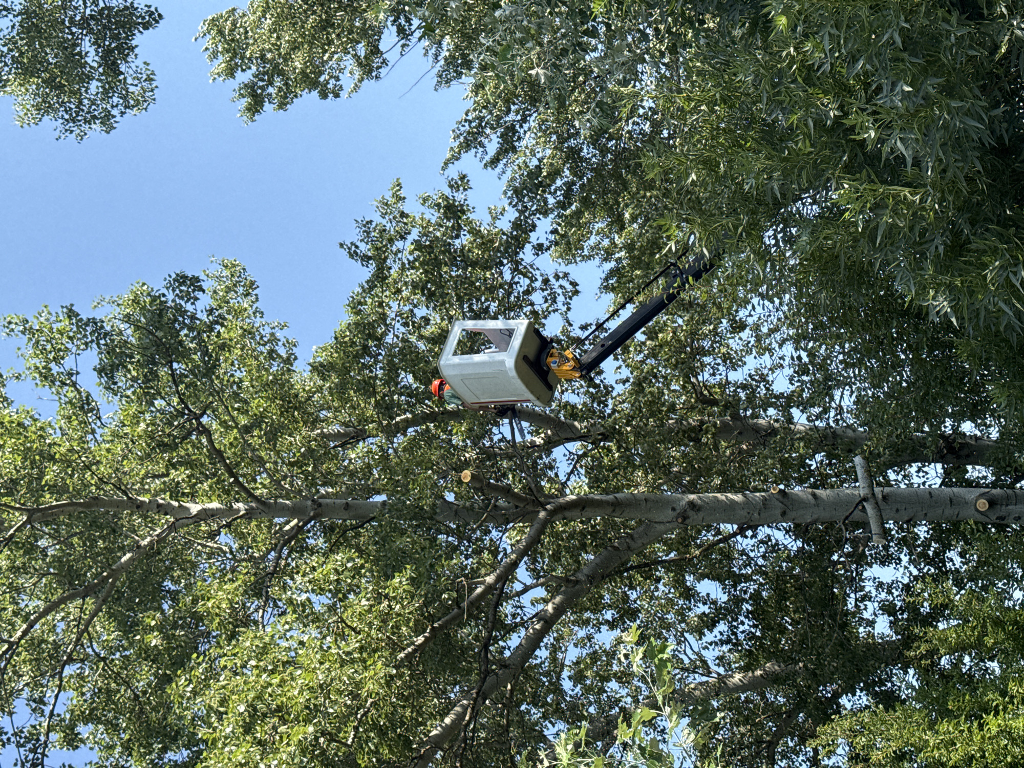In Kvemo Khvedureti, Georgia, a person wearing an orange hard hat operates a bucket truck high in a tree, pruning branches. The bucket truck's arm extends from the right side of the frame, with the white bucket positioned amongst the dense green foliage of a large tree. The sky above is a clear blue. The tree trunk is visible in the center of the image, with several cut branches and stumps indicating recent work. Other trees with green leaves surround the immediate area, creating a natural, outdoor setting.