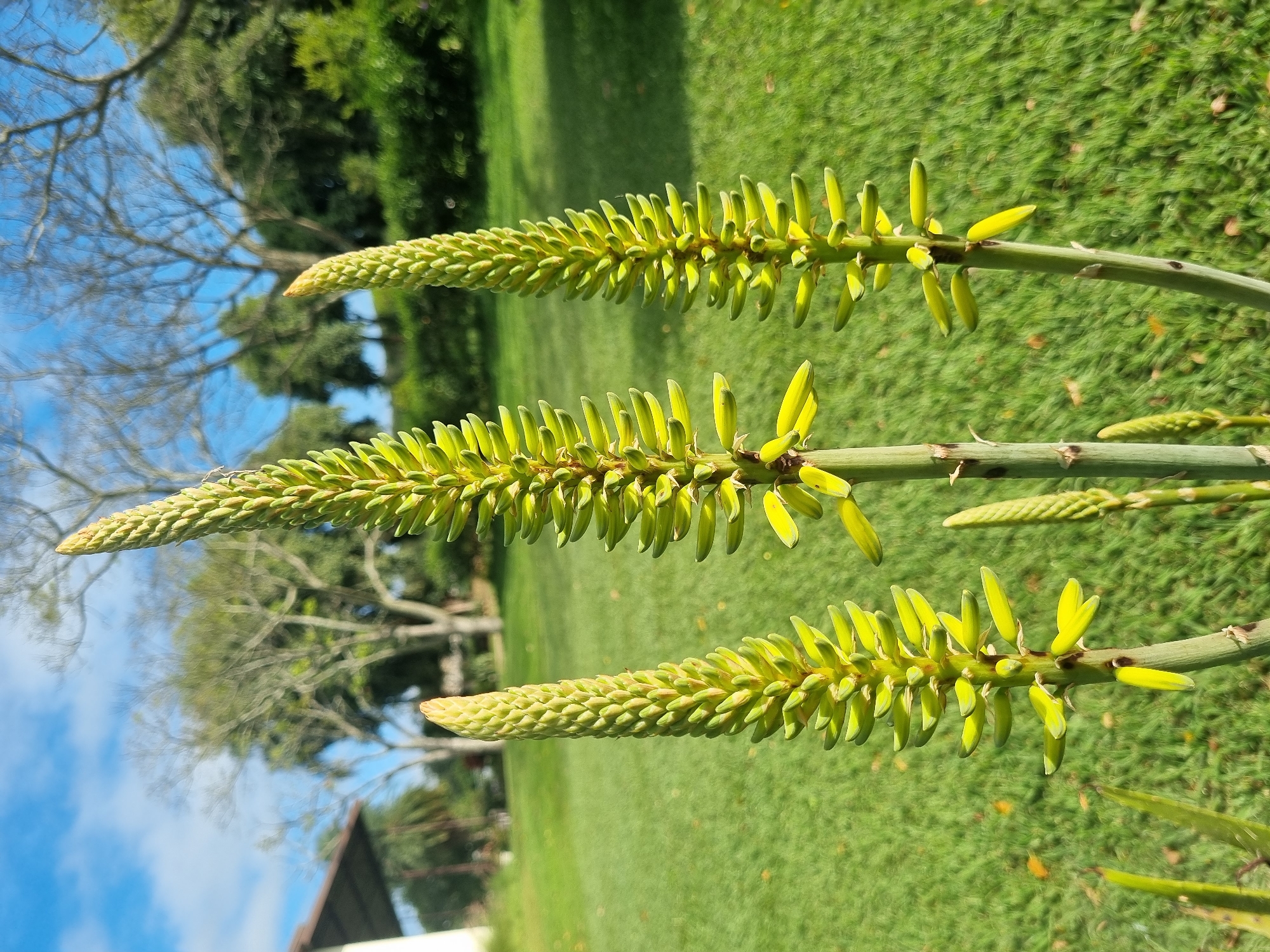 Three tall, green flower stalks with budding yellow flowers stand in a grassy yard. The stalks are covered in small, overlapping segments, and the yellow flowers are elongated and pointed. In the background, there are trees, a building with a brown roof, and a blue sky with some clouds. The scene appears to be in a park or garden setting, possibly in the city of Laranjal Paulista, Brazil, given the lush greenery and sunny sky. There are no people or animals visible in the image.