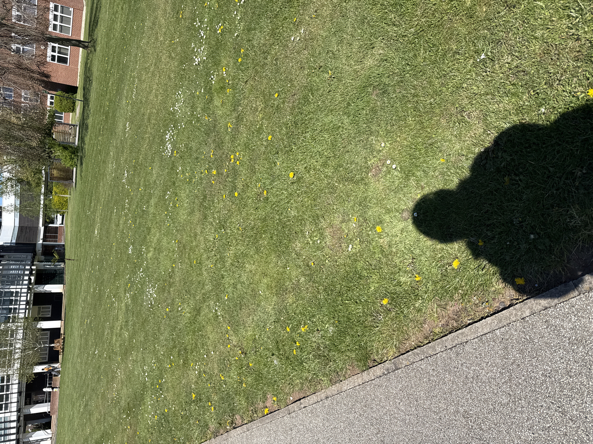 The media file presents an outdoor scene dominated by a large, bright green grassy area, likely a lawn or park, situated next to a paved walkway. The grass is dotted with numerous small white flowers, resembling daisies, and scattered bright yellow dandelions, indicating a spring or early summer season.
To the left of the grassy expanse, various buildings are visible. Some are traditional brick structures with white-framed windows, while others feature more modern architecture with dark facades, extensive glass panels, and metal elements. Bare trees and trees with nascent foliage are interspersed among the buildings and along the edges of the green space. A section of fencing or outdoor furniture can be observed near one of the brick buildings.
A grey, speckled paved pathway, bordered by a kerbstone, runs along the right side of the grassy area. Bright natural sunlight illuminates the entire scene, casting distinct shadows. A large, indistinct shadow, likely from the photographer or a nearby object, stretches across the lower right portion of the grass and onto the pathway, suggesting it is daytime, possibly mid-morning or afternoon.
In one of the cropped views, a single person can be seen near the modern buildings in the background. They appear to be walking or standing casually. No specific activity beyond their presence in the environment is discernible. The scene evokes a calm and pleasant atmosphere typical of a maintained green space within an urban or suburban setting, consistent with locations found in Hull, United Kingdom. There is no visible text in the images.