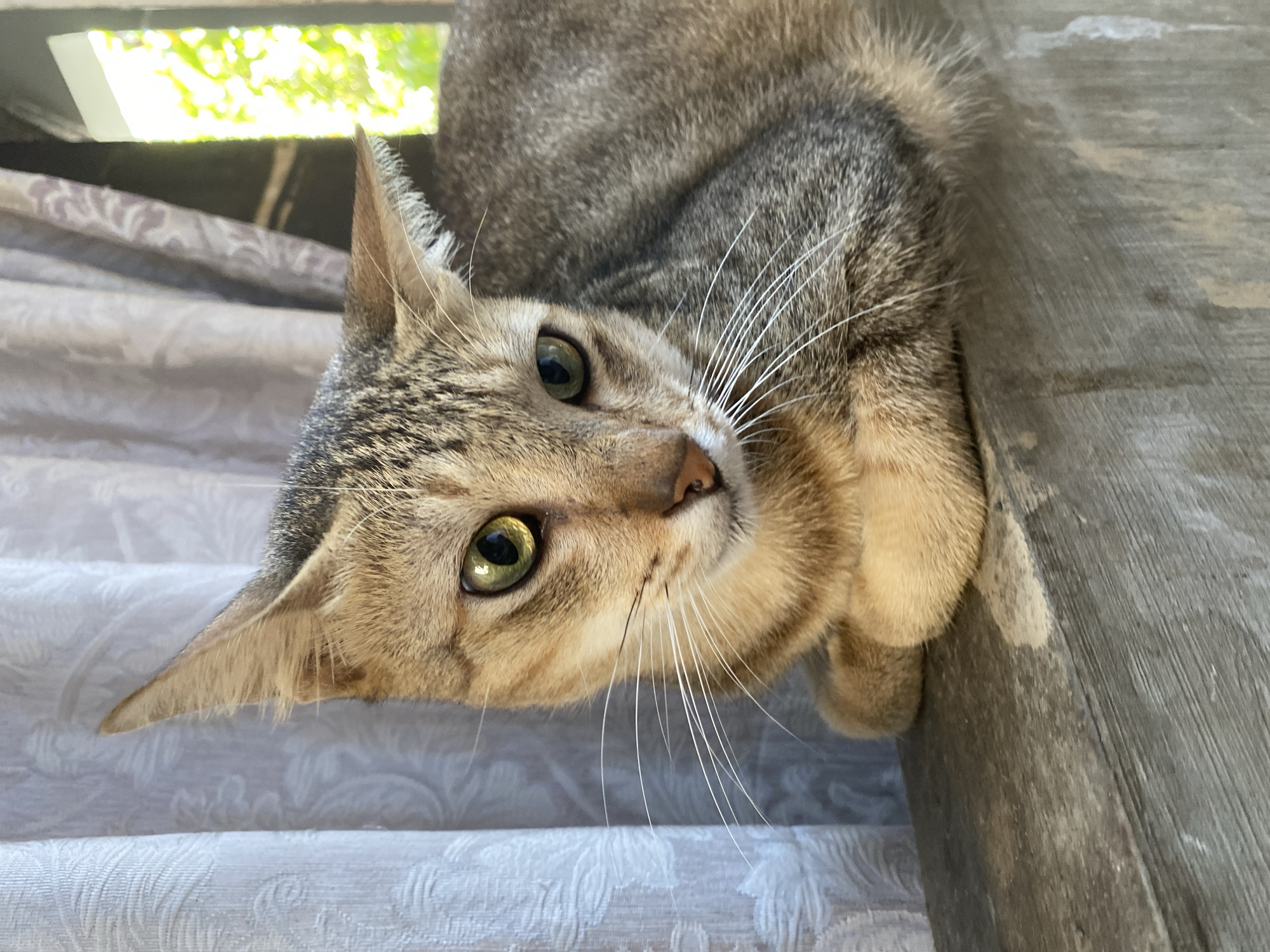 A close-up, waist-up shot captures a tabby cat with green eyes and light brown and gray fur. The cat is resting on a weathered concrete ledge, its front paws tucked beneath its chest. Behind the cat, light-colored curtains with a subtle pattern are visible, and to the right, a window reveals blurred greenery from outside, suggesting an outdoor or semi-outdoor setting. The image does not contain any information to determine the location within Davao City, Philippines.