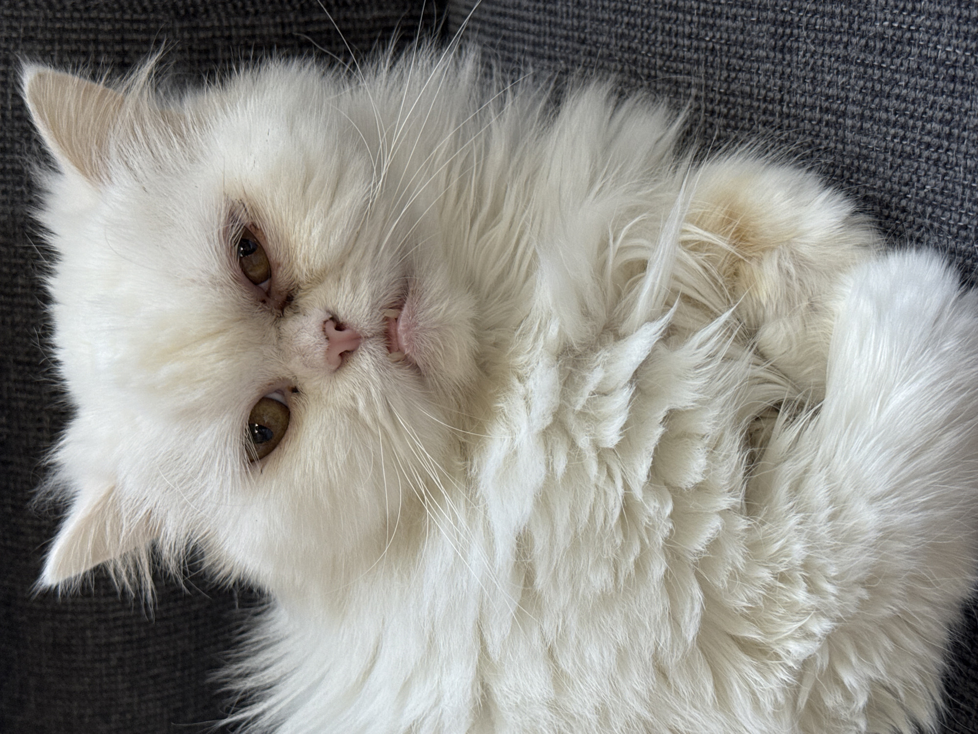 A white, long-haired cat with amber eyes is lying on a gray surface. The cat is positioned at an angle, with its head near the upper left of the frame. The cat's pink nose and partially open mouth are visible. The cat's fur is thick and fluffy. The gray surface appears to be a woven fabric.