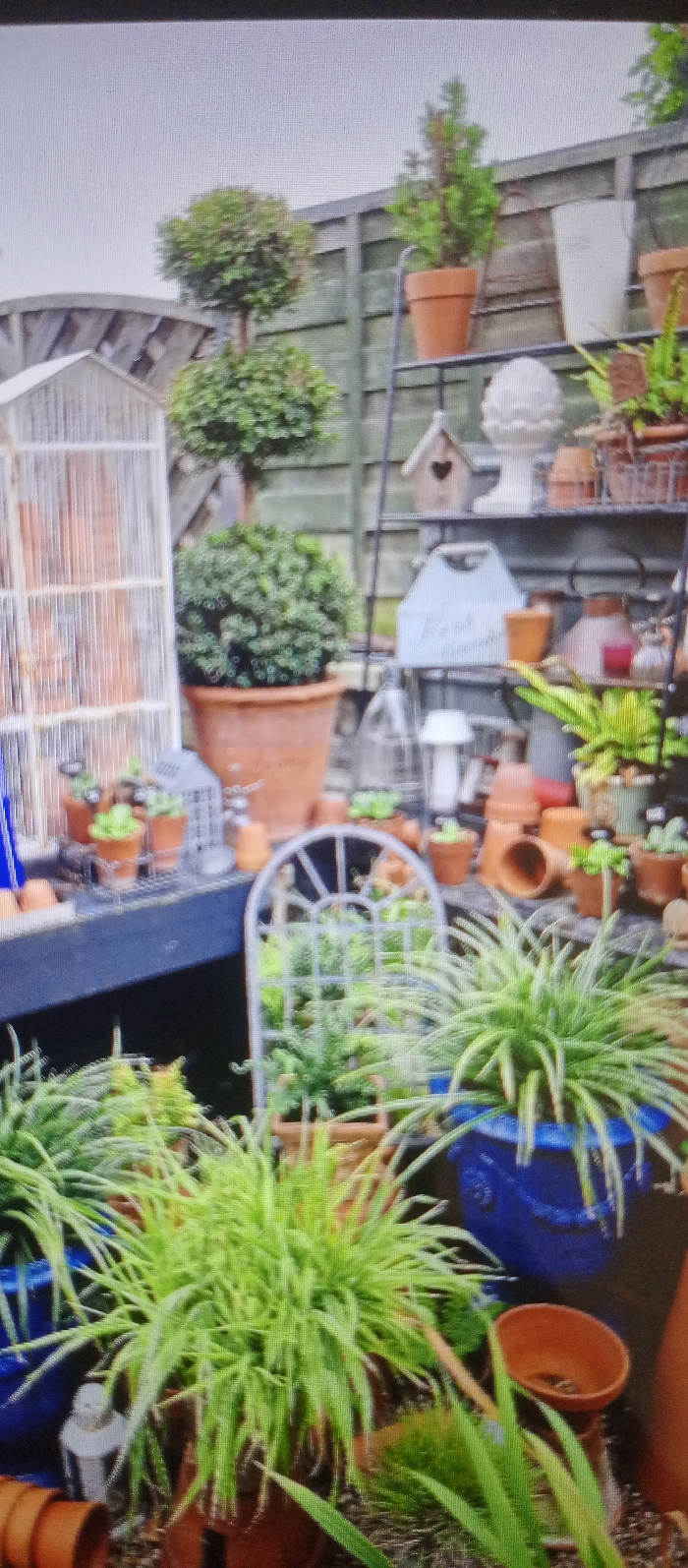 The image displays an outdoor garden or patio area, densely arranged with plants and decorative gardening items. No individuals are present. The foreground contains various potted green foliage plants, including long-leaved varieties resembling spider plants, in terracotta and bright blue ceramic pots. Scattered empty terracotta pots and a small white lantern are also visible. A white metal arched trellis stands near the center.
In the midground, a dark-colored surface, possibly a table or bench, holds small terracotta pots containing succulents. Adjacent to this is a large white decorative birdcage-like structure. A large terracotta pot containing a dense, rounded green bush is positioned behind this surface. To the right, a black metal tiered shelving unit organizes further plants and decor.
The shelving unit's lower tier displays terracotta pots, a light blue wooden tote with 'Home Grown' text, a white birdhouse with a heart-shaped opening, and a white decorative finial. Upper tiers hold additional terracotta pots with varied plants, including a conical evergreen, and a white cylindrical pot.
The background features a light green horizontal wooden fence. Above the fence, a curved wooden structure, consistent with part of a shed or pergola, is partially visible on the upper left. The sky is overcast and uniformly grey. The scene depicts a static, detailed horticultural display.