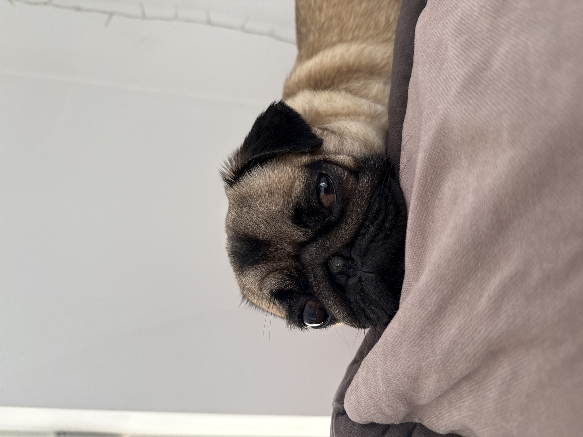 A fawn pug rests its head on a taupe-colored fabric. The pug's face is mostly black, with brown fur on the top of its head. A black ear is visible. The background is a plain white wall. The location and city are unknown.