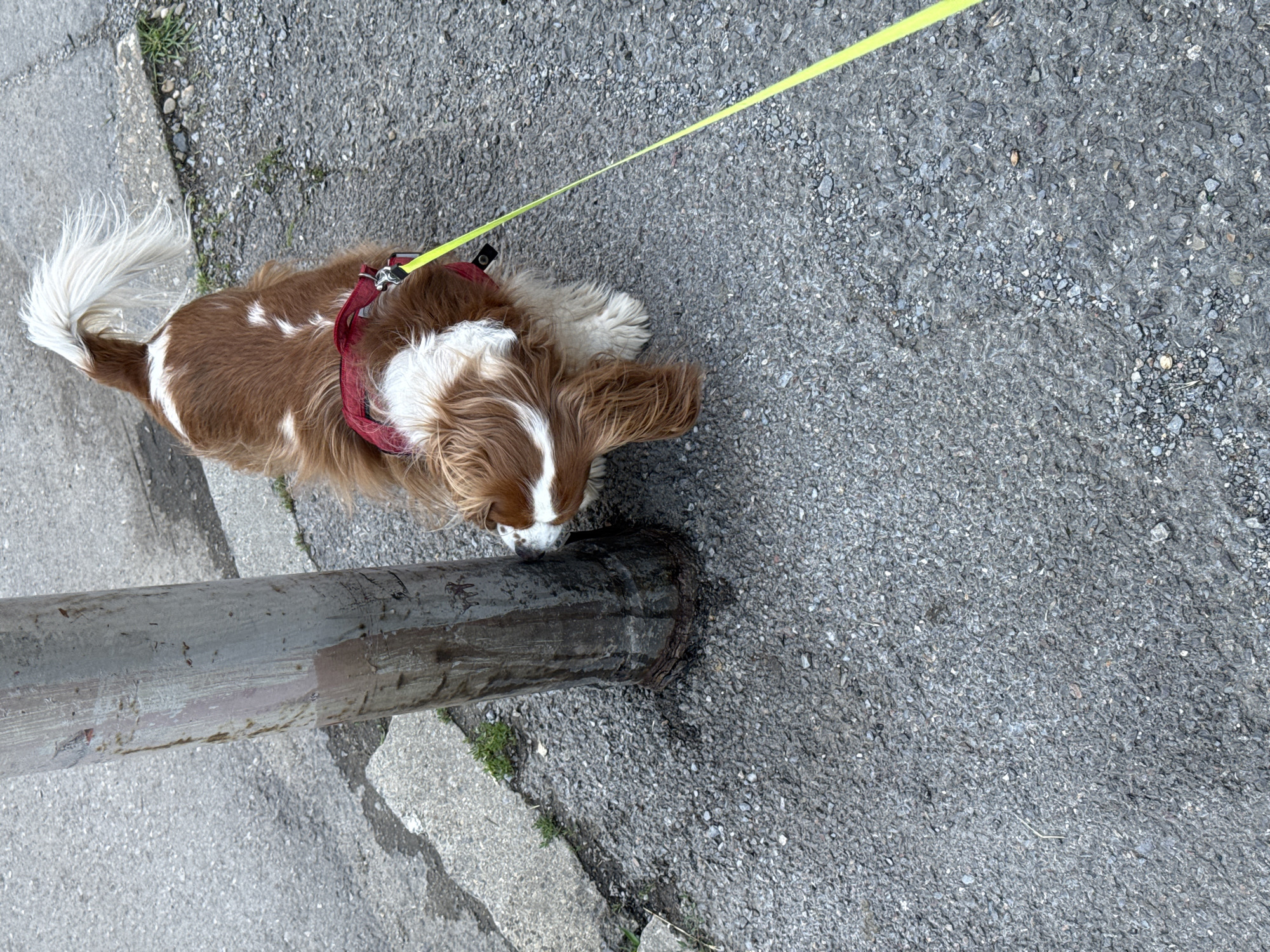An overhead photograph captures a small, brown and white dog, likely a Cavalier King Charles Spaniel, intently sniffing the base of a dark grey metal pole. The dog has distinct brown patches on its body and face, with a fluffy white tail and white markings on its chest and snout. It is wearing a red harness, to which a bright yellow leash is attached, extending out of the top right of the frame.
The pole, which appears to be a lamppost or utility pole, is planted in a coarse, dark grey asphalt or gravelly ground surface. A lighter grey concrete sidewalk is visible along the left edge of the image, with patches of green grass and dirt at the base of the pole and along the sidewalk's edge. The lighting suggests it is daytime, with no harsh shadows, indicating an overcast sky or shaded conditions. The dog is positioned with its head down, nose pressed against the pole's base, engaged in exploration. The scene takes place outdoors in what appears to be an urban or suburban setting in Sofia, Bulgaria. No text is visible in the image.