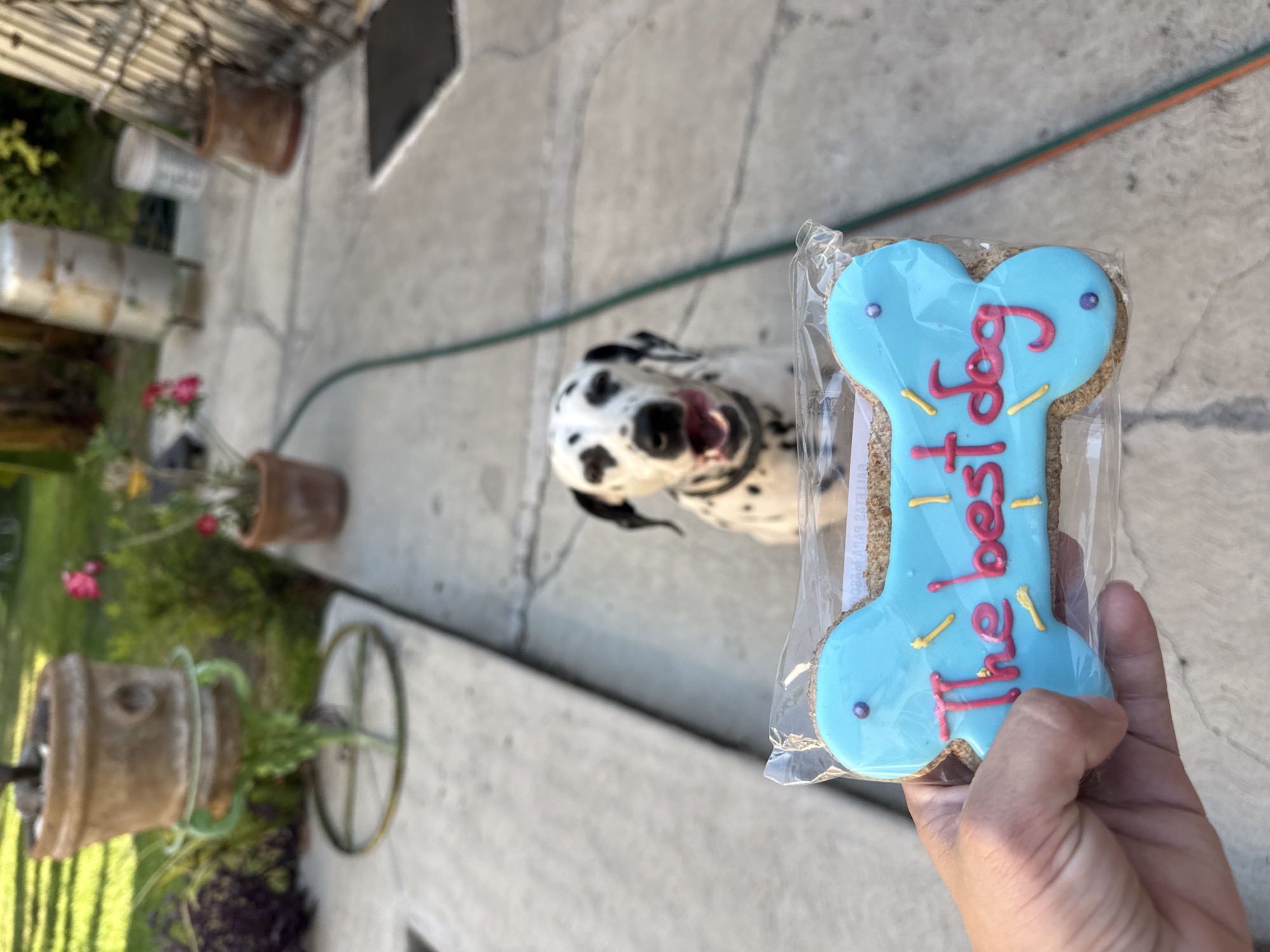 The photograph shows a person holding a packaged dog bone-shaped cookie with blue frosting and the words "the best dog" written in red icing. A Dalmatian with its tongue out is looking up at the cookie. The scene appears to be an outdoor patio or garden, with potted plants, a green garden hose, and concrete paving visible. The location is identified as Xochitepec, Mexico.