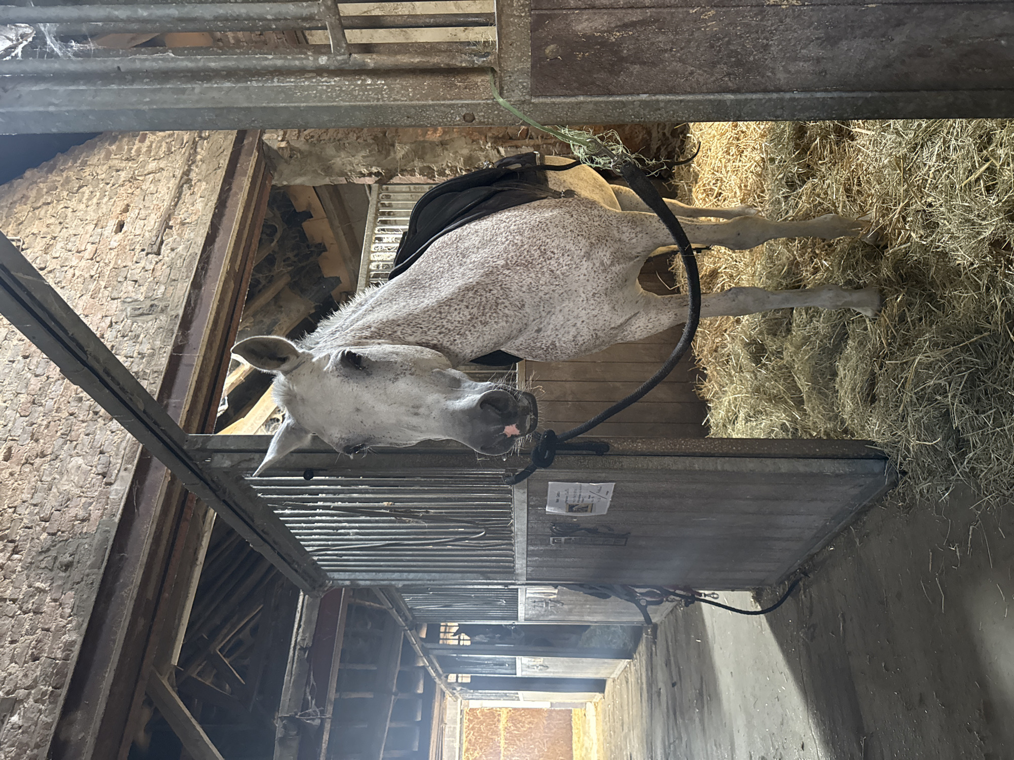 In a horse stall within a rustic barn in Estaimpuis, Belgium, a dappled white horse stands facing forward, its head turned slightly to the left. The horse is wearing a black saddle pad and is secured by a rope tied to a black halter. The stall is filled with straw, and to the left, another horse is visible in a neighboring stall, also in straw. The barn features exposed brick walls and wooden beams, with metal stall dividers. Sunlight streams in from the left, casting shadows across the concrete floor. A piece of paper is affixed to the wooden partition of the stall where the main subject horse is located.