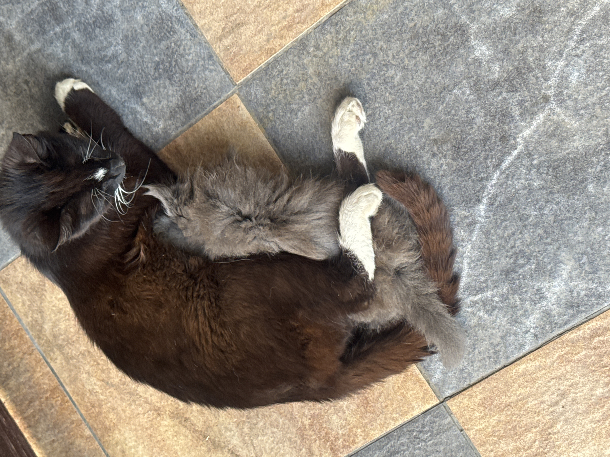 In Bohunove, Ukraine, a black cat is lying on a tiled floor. The cat is curled up with its body partially obscuring a smaller, gray cat. The black cat has white markings on its paws and face. The tiled floor is a checkerboard pattern of gray and beige tiles. The scene is observed from a top-down perspective.