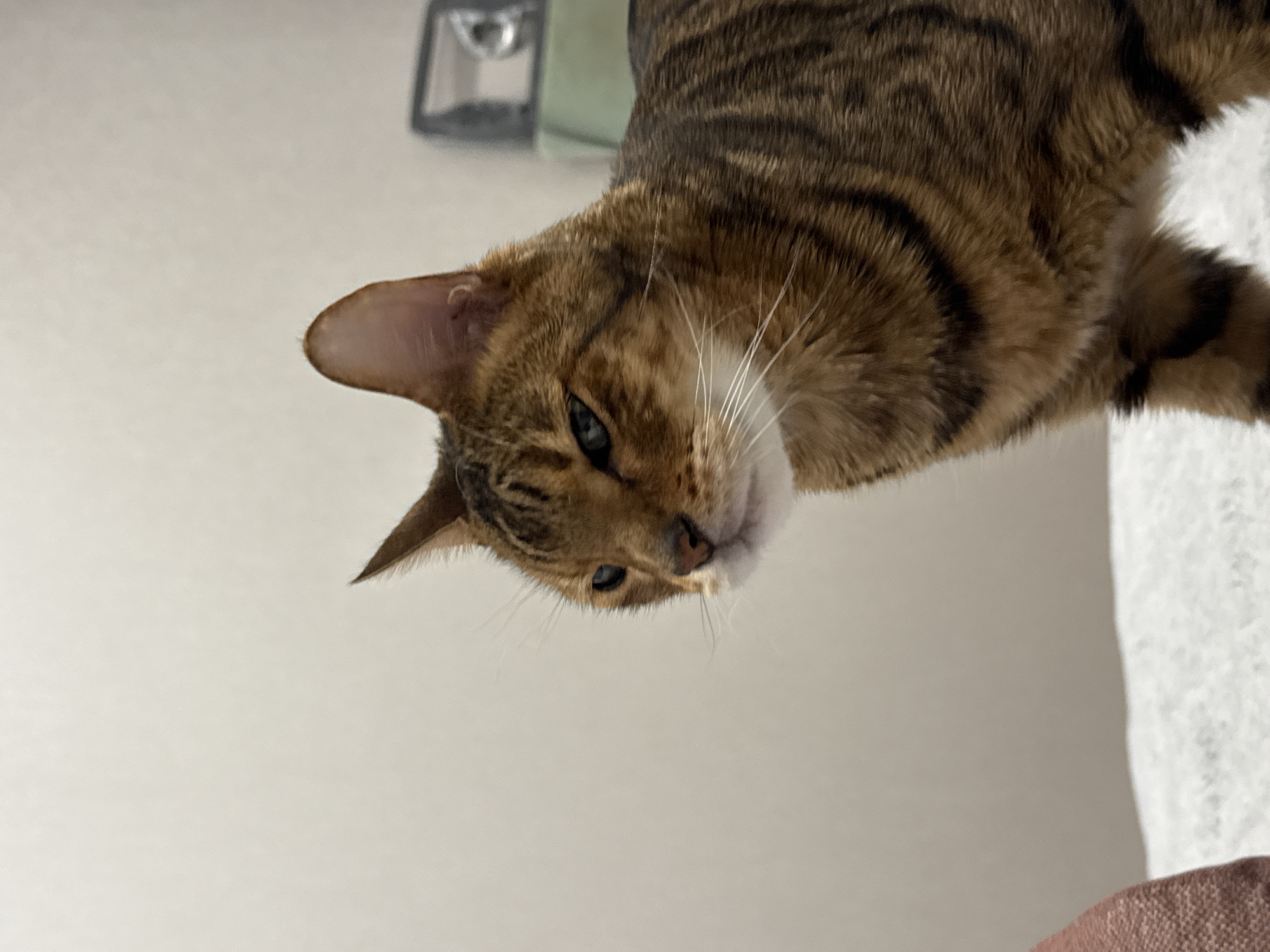 A close-up, downward-angle shot of a brown tabby cat looking down at the camera. The cat is positioned in the upper portion of the frame, with its head tilted to the side. The background consists of a white wall. A blurred light fixture is partially visible in the upper left corner, and what appears to be a white curtain and the edge of brown furniture are visible in the upper right and bottom right corners, respectively.