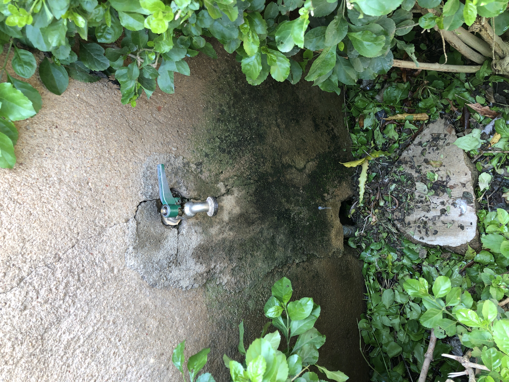 A close-up, slightly downward angle shot shows a metallic faucet with a green handle protruding from a textured, cracked concrete wall. The wall is stained with dark green moss and has a rough, weathered appearance. To the left and right of the faucet, vibrant green foliage frames the concrete. Below the faucet, the ground is covered in dense green leaves, twigs, and a circular piece of cut wood. A dark, shadowy opening is visible in the concrete wall just below the faucet. The scene appears to be outdoors, likely in a garden or overgrown area.