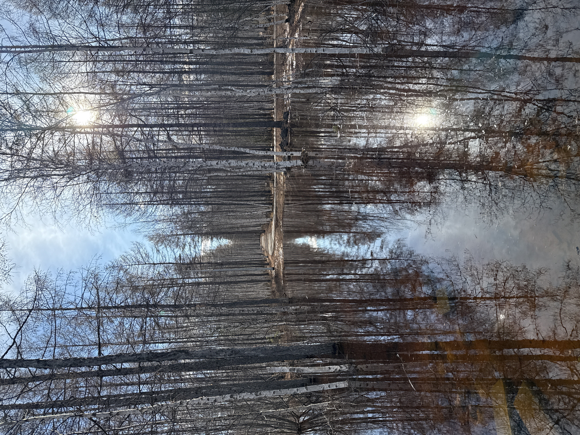 The image is an inverted view of a forest, likely a reflection in a body of water. Bare trees with white bark, possibly birch, form a dense vertical pattern, with branches reaching towards the sky. The sun is visible through the branches in the middle of the image. The reflection creates a symmetrical effect, blurring the distinction between the real trees and their mirrored images. The environment appears to be a still body of water in a forest. Based on the fact that Mirny, Russia is a city known for its birch forests, it is possible that this image was captured near a body of water in such a location.