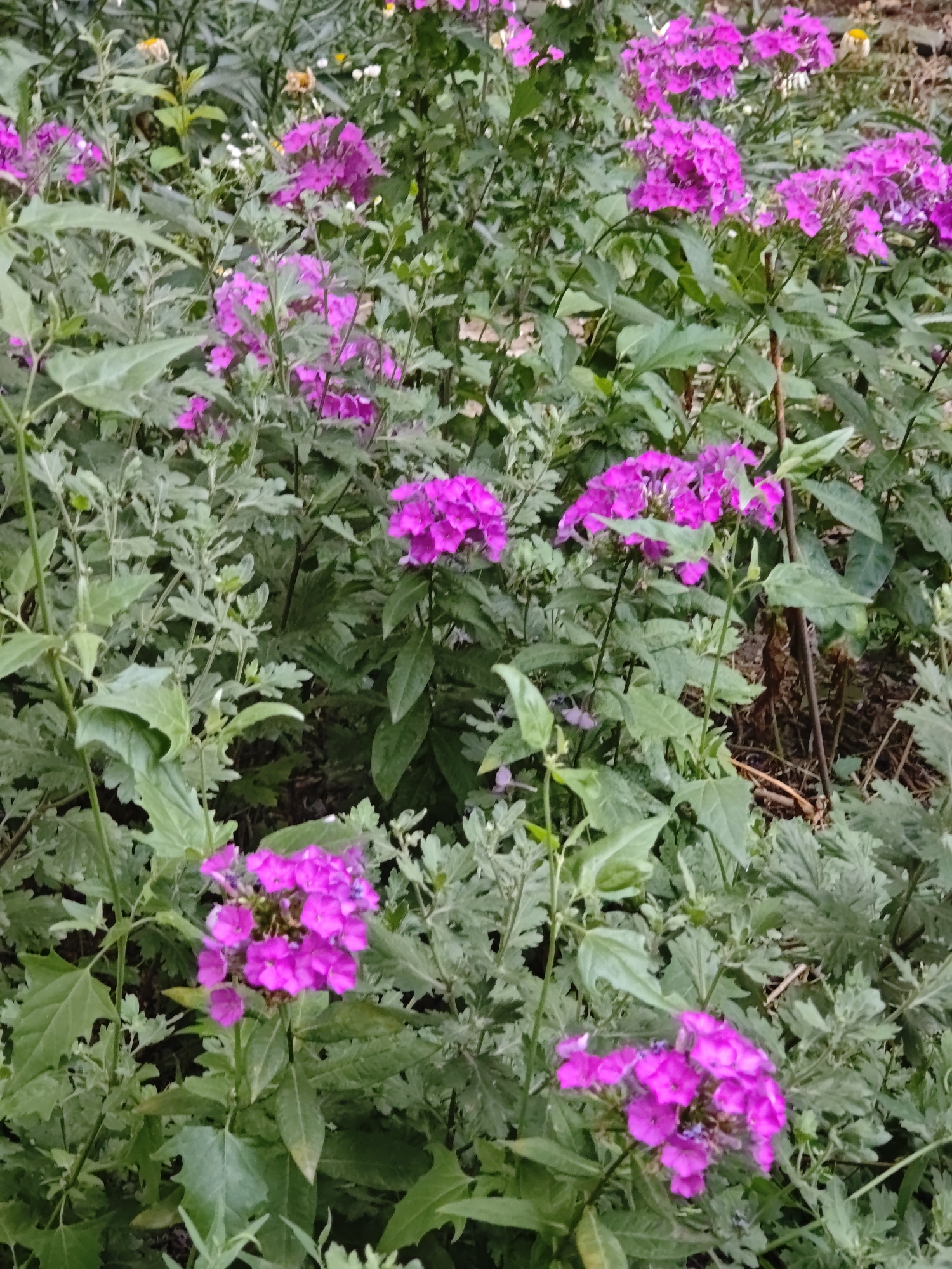 A medium-shot, eye-level photograph captures a dense cluster of bright pink phlox flowers surrounded by verdant foliage. The flowers, with their individual petals arranged in clusters, dominate the foreground and mid-ground, some in sharp focus and others slightly blurred, creating a sense of depth. The leaves are a muted green, some broad and pointed, others feathery and serrated, with variations in texture and tone contributing to the lushness of the scene. The background is a soft blur of greens and browns, suggesting a natural outdoor setting, possibly a garden or park, with hints of dry twigs and darker soil visible in some areas. The lighting appears to be natural daylight, casting soft shadows and highlighting the vibrant colors of the blossoms. The overall impression is one of natural beauty and abundant growth within an urban green space.