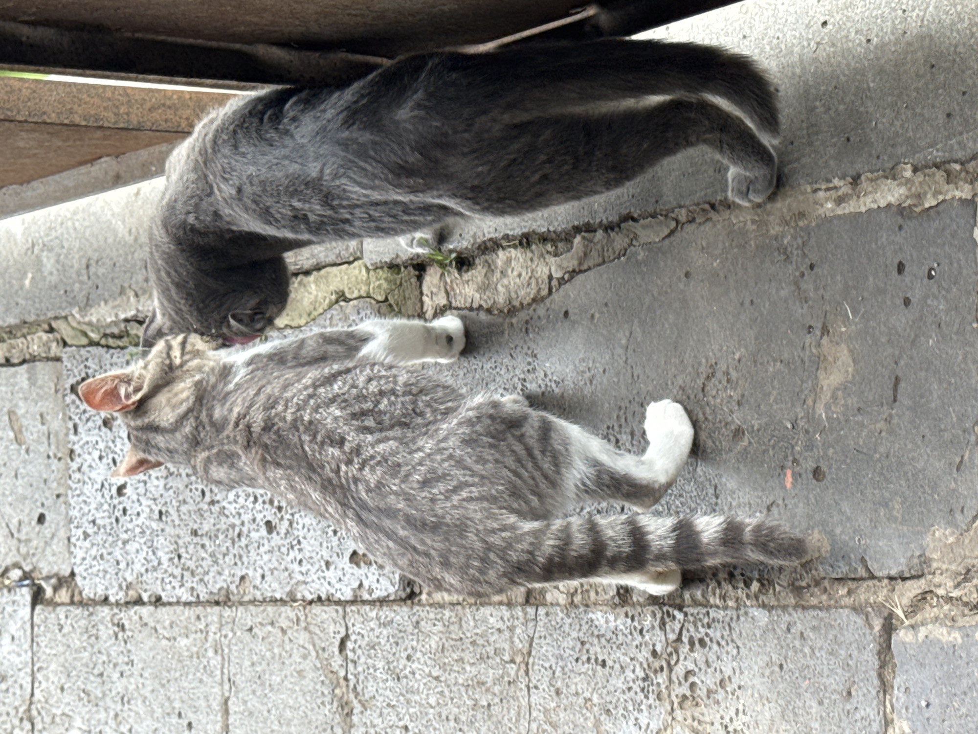 Two cats are on a stone pathway. The cat on the left is a tabby with grey and white fur and is facing away from the camera, looking towards the cat on the right. The cat on the right is a solid grey cat and is leaning its head down, appearing to interact with the tabby cat. The pathway is made of rectangular stone slabs with visible cracks and some greenery growing through them. To the right of the cats, a metal fence or gate is visible. The scene is outdoors, with natural light.