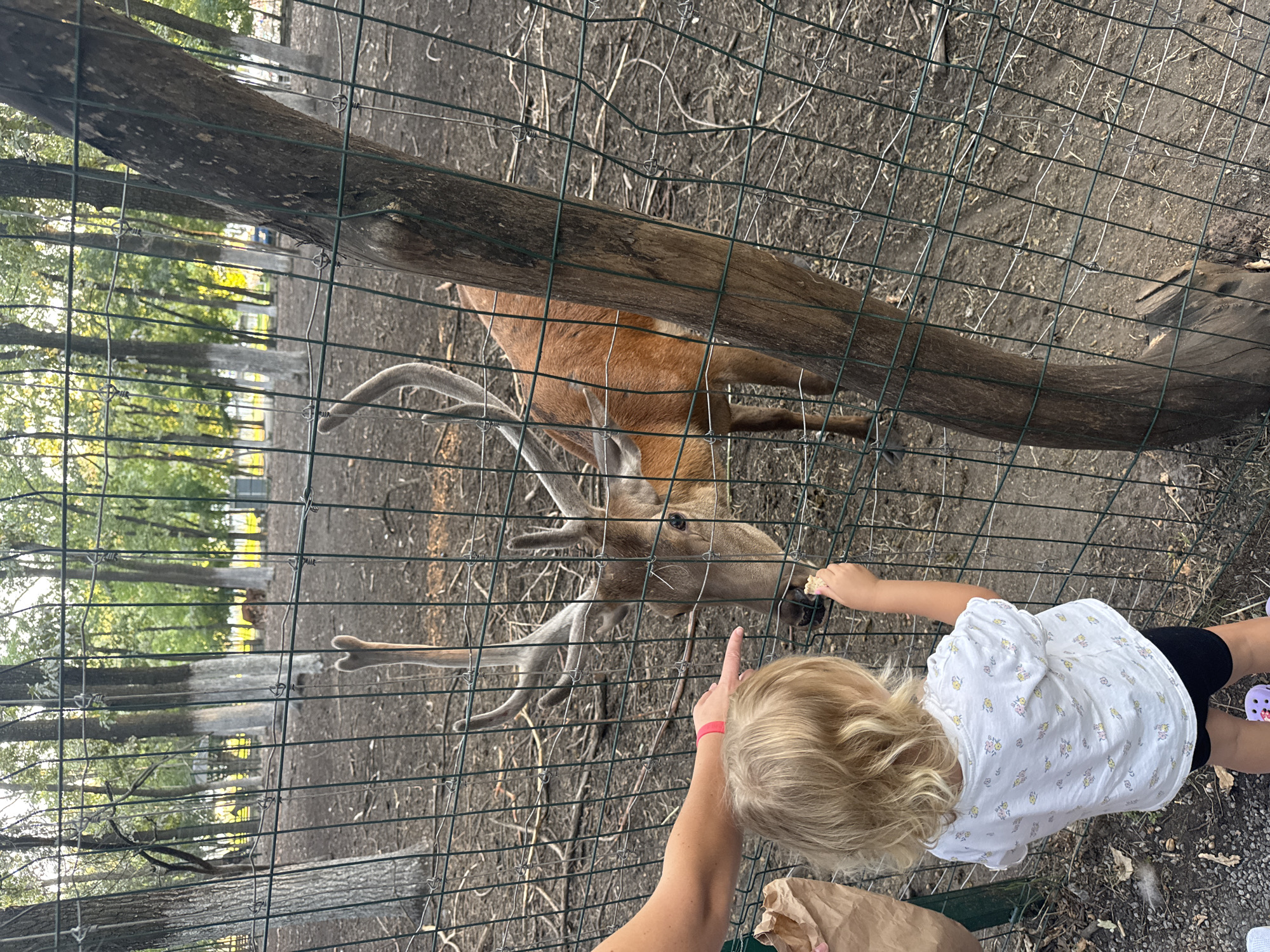 In Orlivshchyna, Ukraine, a young child with blonde hair, wearing a white t-shirt with a floral pattern and black shorts, is seen from behind, feeding a deer through a wire fence. The deer, which has antlers and is reddish-brown in color, is reaching its head through the fence to take a piece of food from the child's outstretched hand. An adult's arm, wearing a pink wristband, is also visible, reaching towards the deer and child. The environment appears to be an outdoor enclosure with a dirt ground covered in dry leaves and twigs. Trees with visible white paint on their lower trunks are present in the background, suggesting a park or wildlife area. The lighting indicates it is daytime, possibly late afternoon due to the angle of the sunlight filtering through the trees.