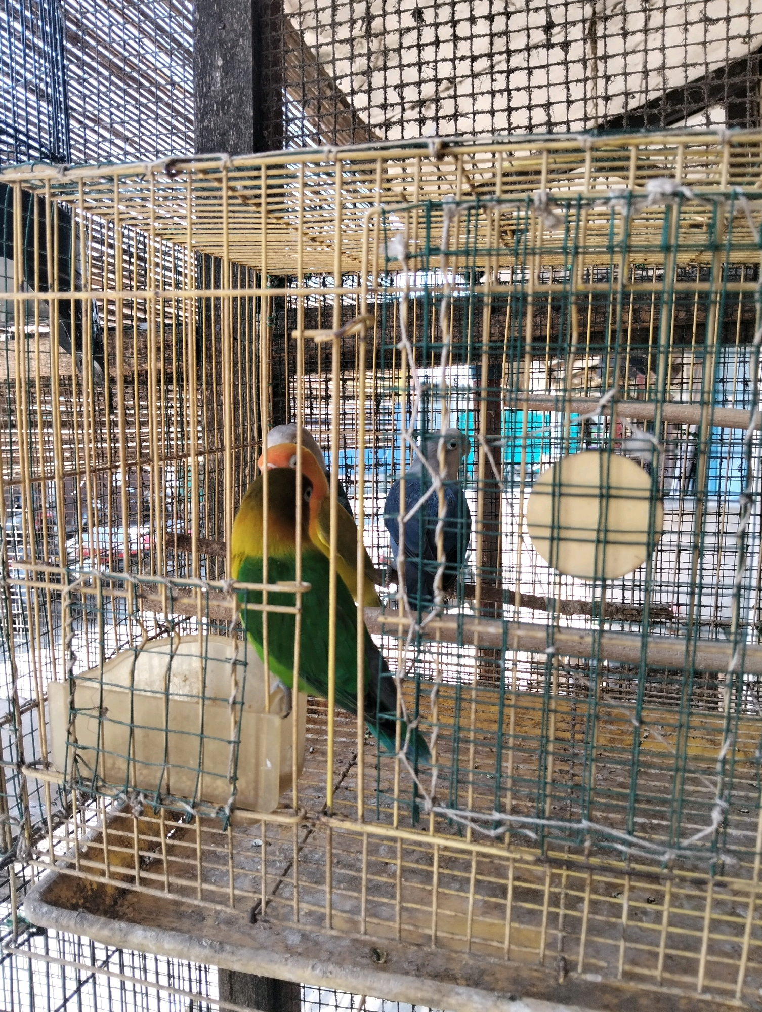 A close-up, eye-level shot captures a wire birdcage, likely situated in the city of Limpung, Indonesia. Within the cage, two lovebirds are visible. One, predominantly green with a yellow head and orange beak, is in the foreground, facing right. Behind it, a second lovebird, mostly blue with a grey head, is facing left. The cage, constructed of thin wire bars with a golden hue, contains several perches, a yellow food dispenser attached to the left side, and a circular, light-colored object hanging from a perch in the background. The cage floor appears to be a tray, with scattered debris. The overall environment suggests a market or aviary setting, with the wire mesh of the cage and the visible outdoor elements beyond contributing to this impression.