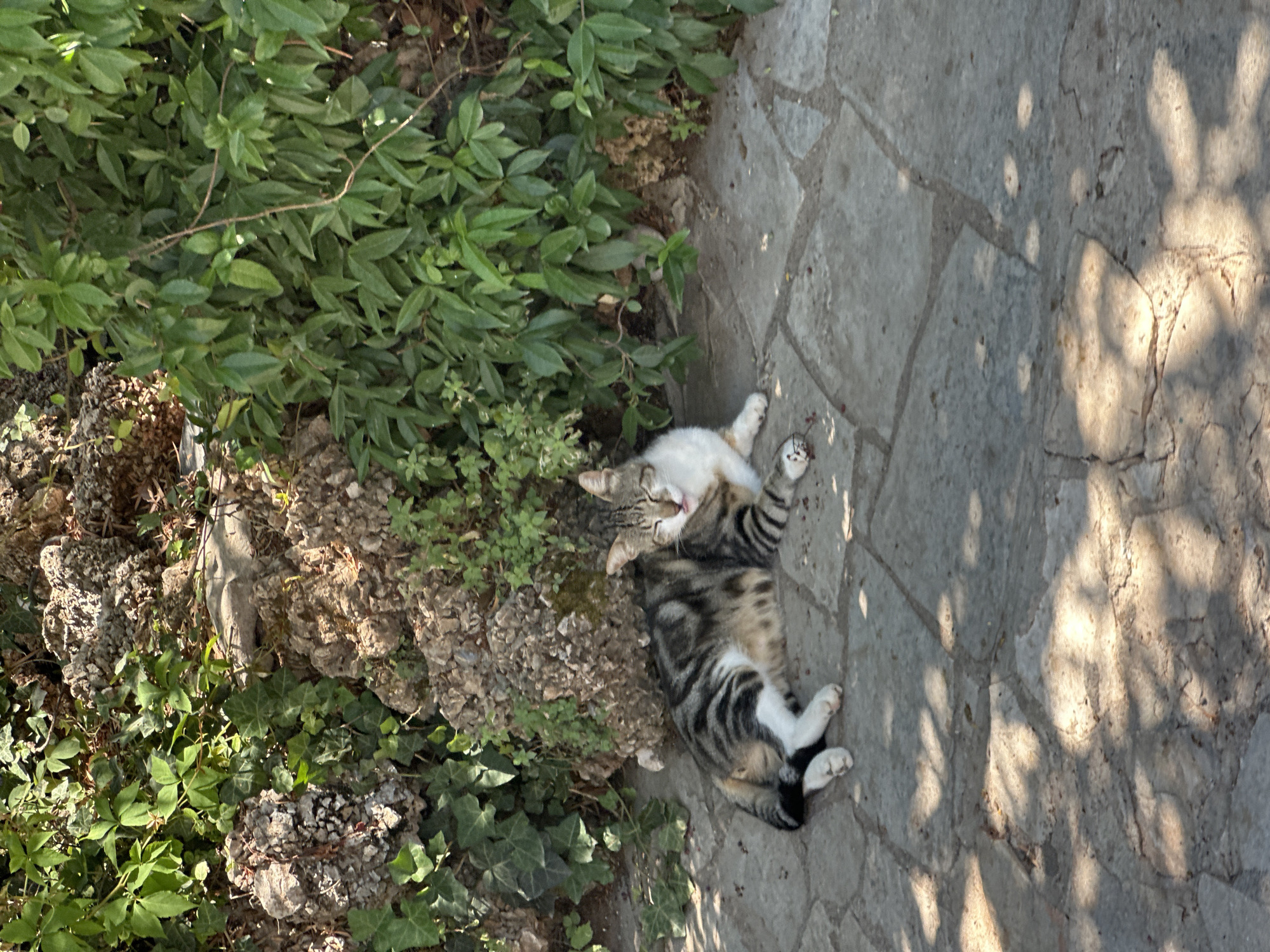 A tabby cat with white paws and chest is lying on its back on a paved stone surface. The cat's eyes are closed, and its mouth is slightly open, giving it a relaxed expression. It appears to be enjoying the sun, as dappled sunlight falls on the stones and the cat. To the left of the cat is an area of dense green foliage, with some rocks and ivy also visible. The paved surface is made of irregular, light-colored stones with visible grout lines. The overall scene suggests a warm, sunny day in an outdoor setting, possibly a garden or courtyard in Boreti, Montenegro. There is no visible text in the image.