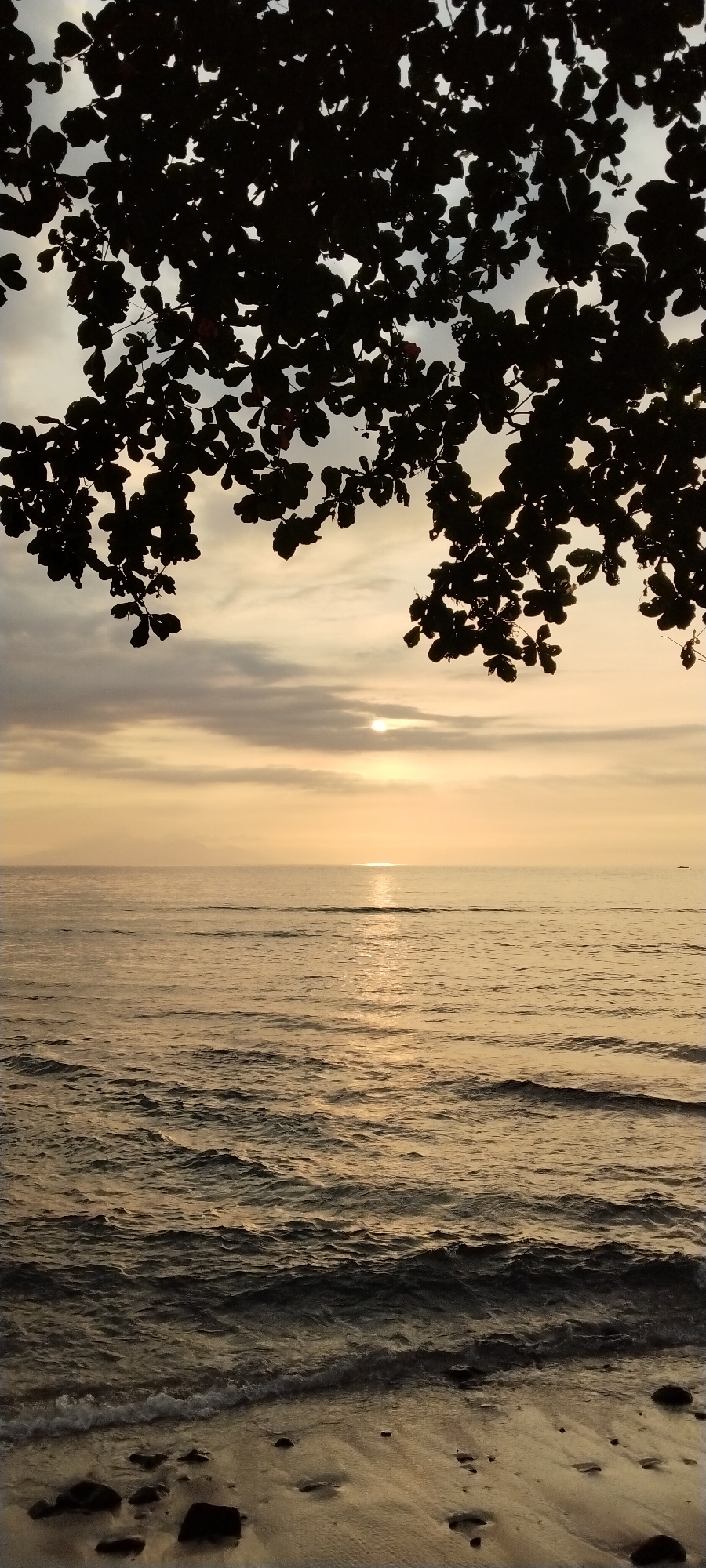 A vertical, silhouette image captures a serene beach scene at sunset. Dark, leafy branches of a tree hang from the top of the frame, obscuring parts of the sky. The sun, a small, bright orb, is setting over a calm ocean, casting a golden reflection on the water's surface. Gentle waves lap at the sandy shore, where dark rocks are scattered. The sky is a gradient of soft yellows, oranges, and grays, with faint clouds adding texture. The overall impression is one of tranquility and natural beauty. The image is presumed to be taken in Senggigi, Indonesia, known for its picturesque sunsets and coastal landscapes.