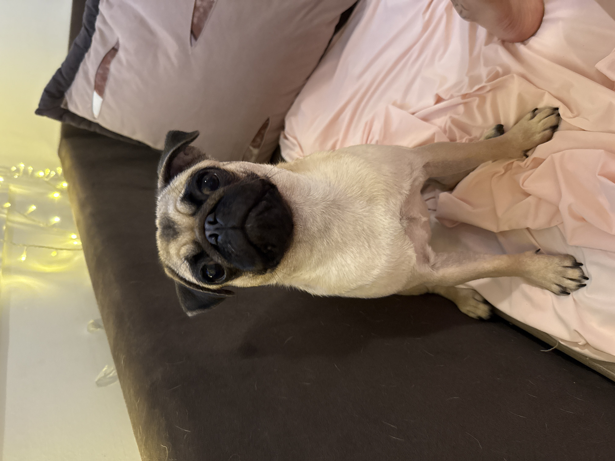 An adult pug sits on a brown couch next to a pink pillow with a feather design. The pug is fawn colored with a black muzzle. In the background, a string of warm white fairy lights is visible on the wall. A person's bare foot is visible to the right of the frame, resting on the pink fabric. The overall scene appears to be indoors, likely in a living room.