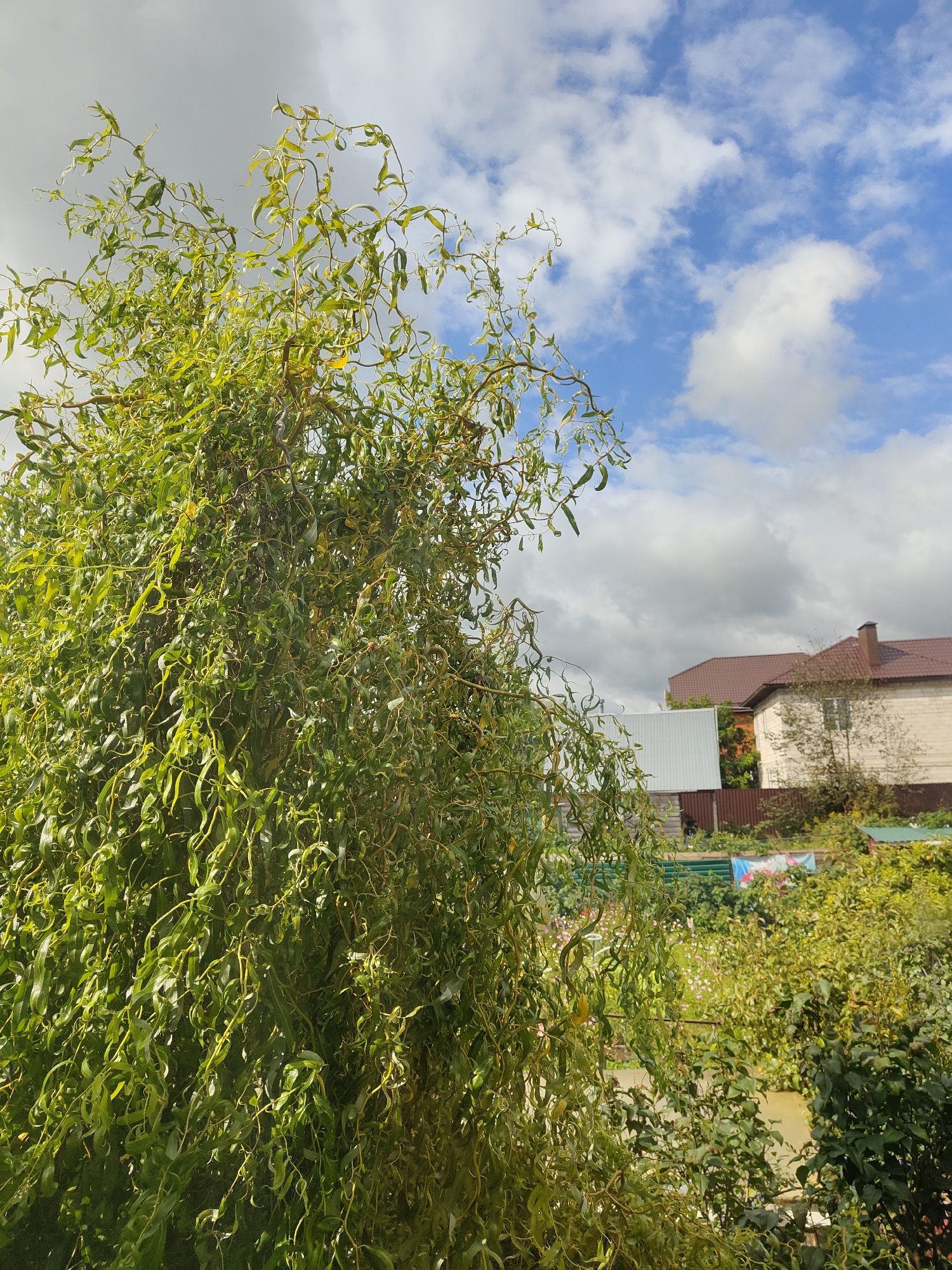 The image shows a close-up view of a large, leafy tree with twisted branches and leaves. The tree occupies the left and central portion of the frame. In the background, the sky is visible with white clouds against a blue backdrop. To the right, two residential buildings with brown roofs are partially visible, along with fences and dense green foliage. The scene appears to be an outdoor setting, possibly a backyard or garden, with elements of a rural or suburban environment. The location is identified as Фестивальное Снт, Russia. There are no people or animals in the image.